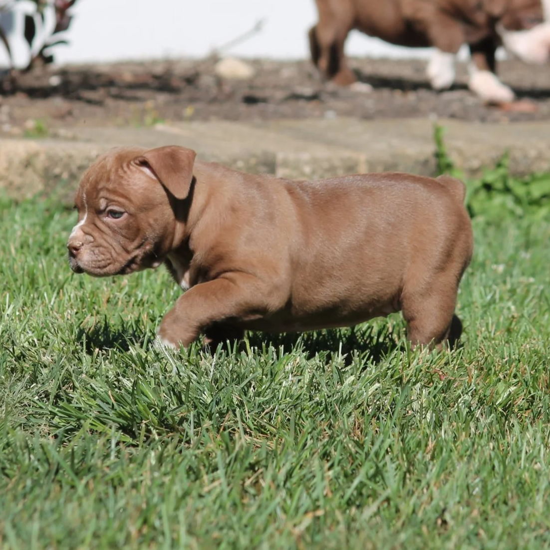 MIDGE6WK+%287%29.png