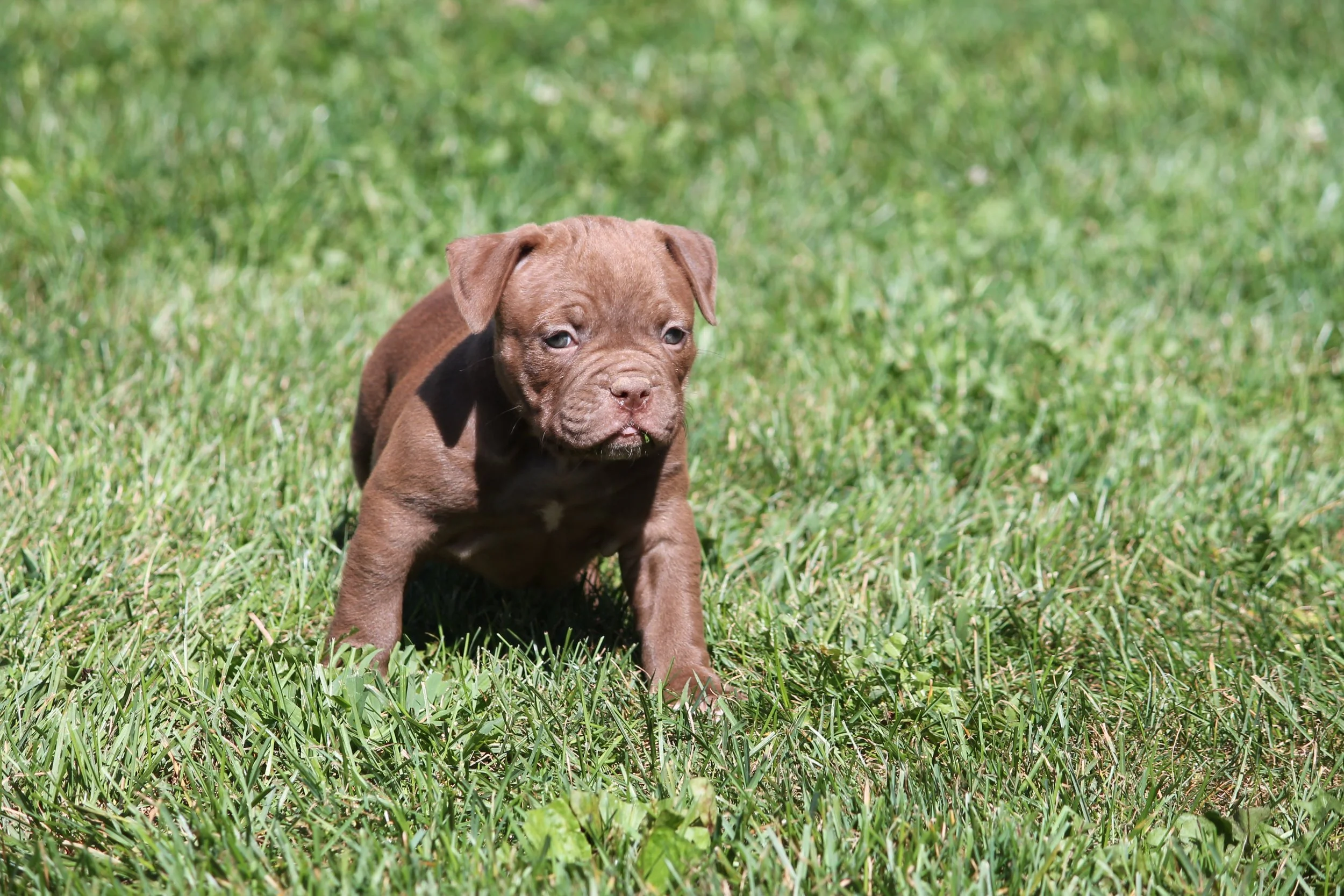 REGGIE6WK (2).JPG