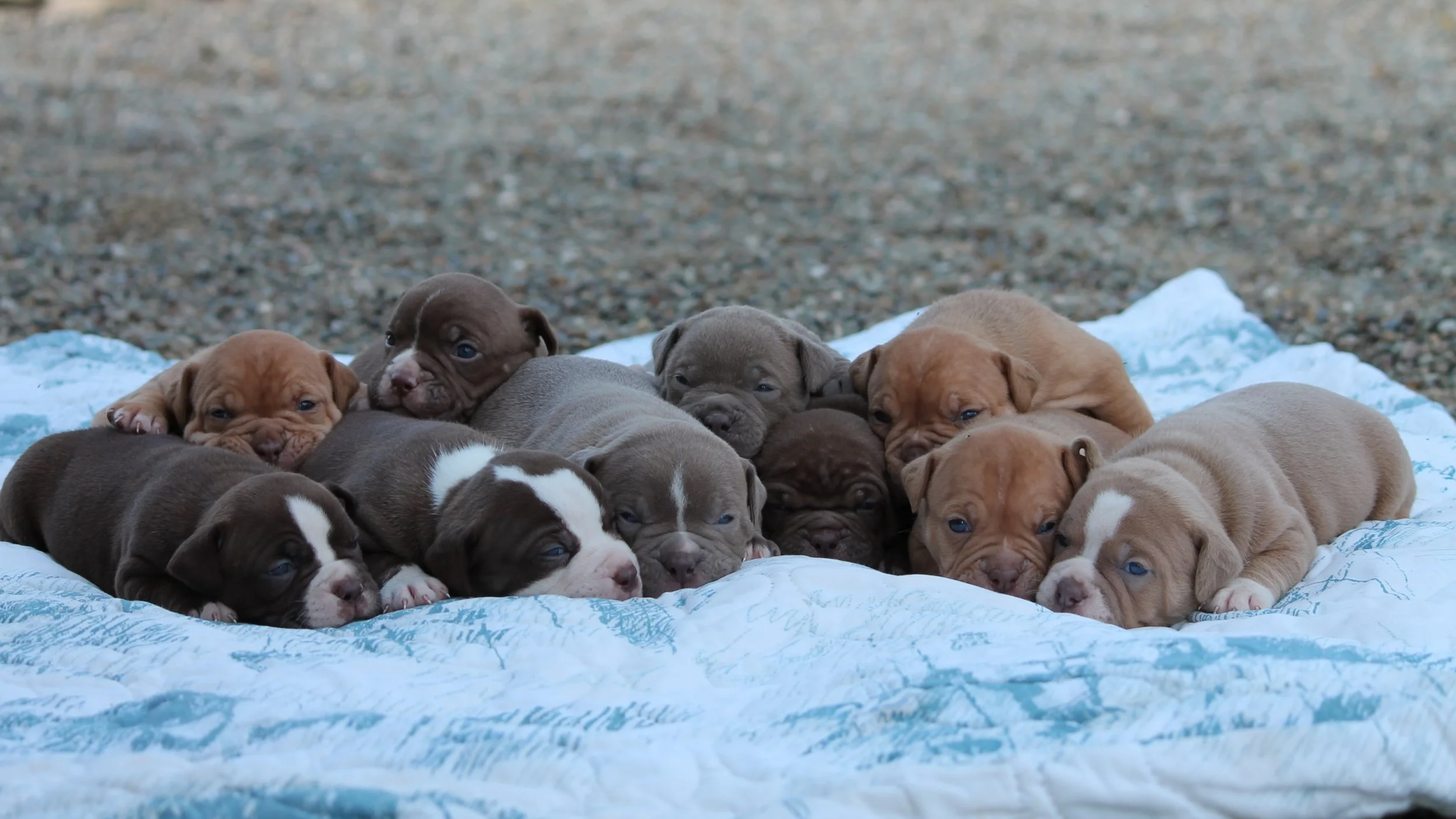 A pile of newborn puppies, in all shades of brown.