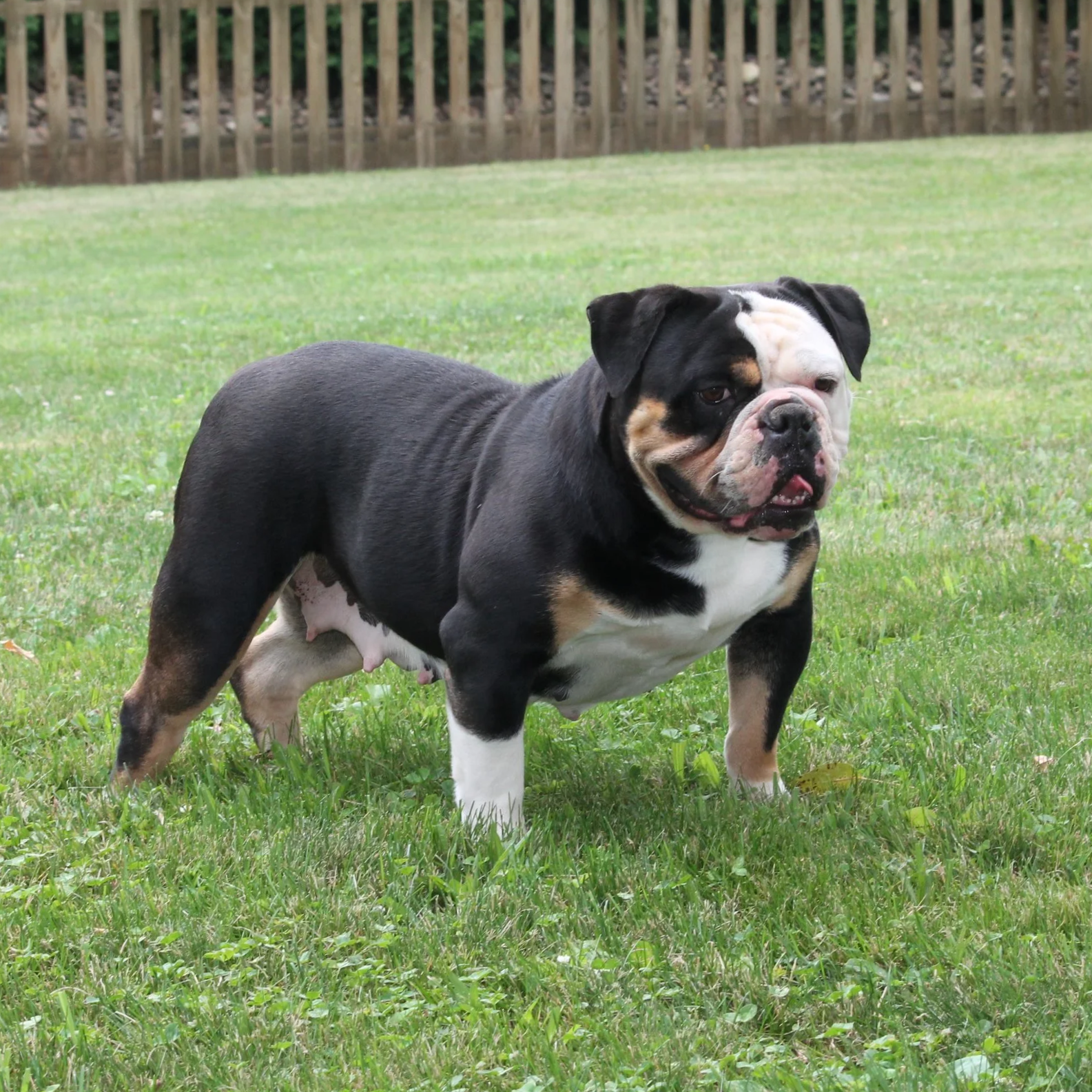 A close-up of a young bulldog puppy sitting on grass with a blurred background.