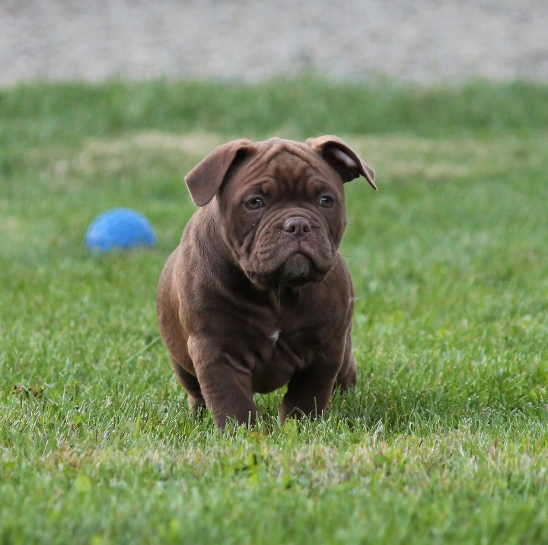REGGIE (1).JPG