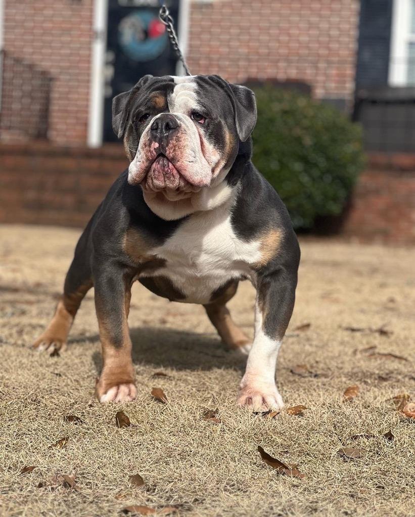 SIRE: Blockbuilt's Zeus of All Southern Dogs