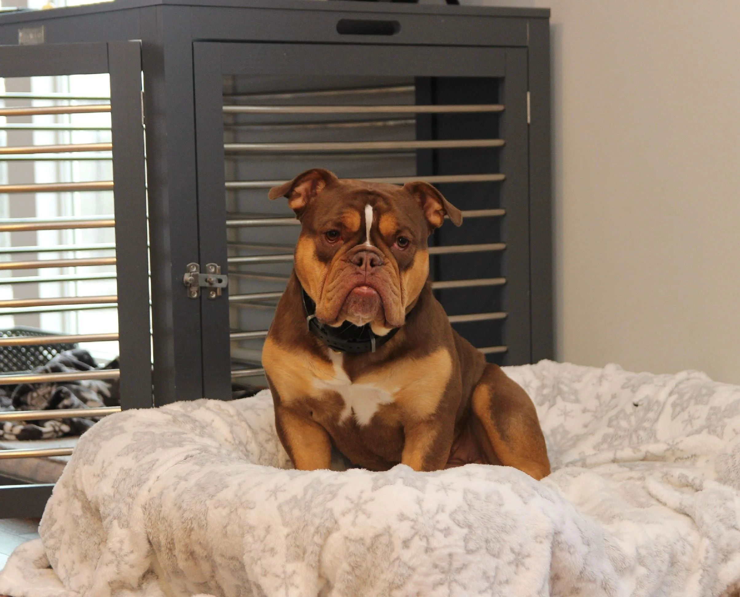 A brown and white bulldog with a black collar sitting on a white fluffy dog bed in a room, with a gray pet gate and part of a window in the background.
