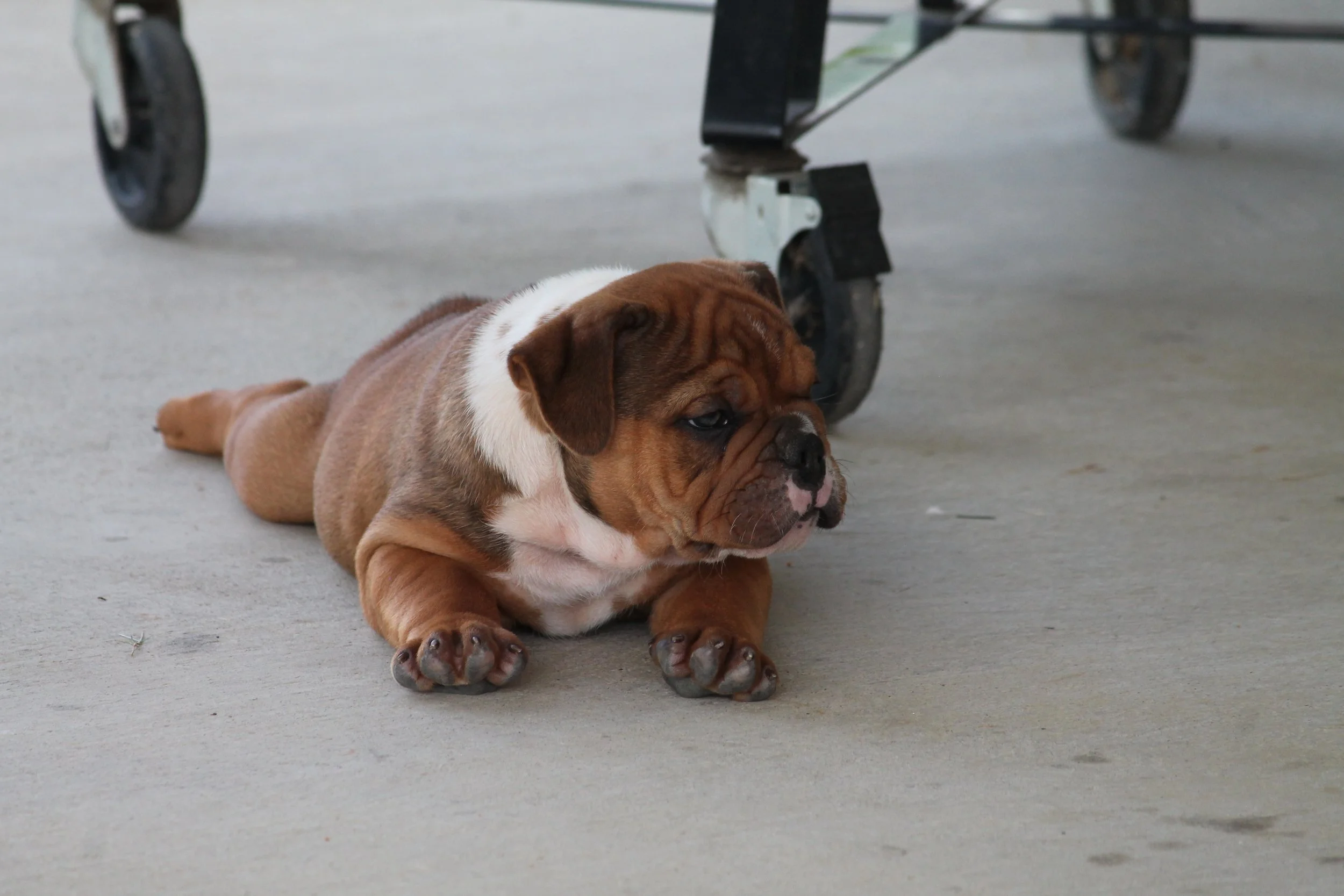 OTIS@8weeks.JPG