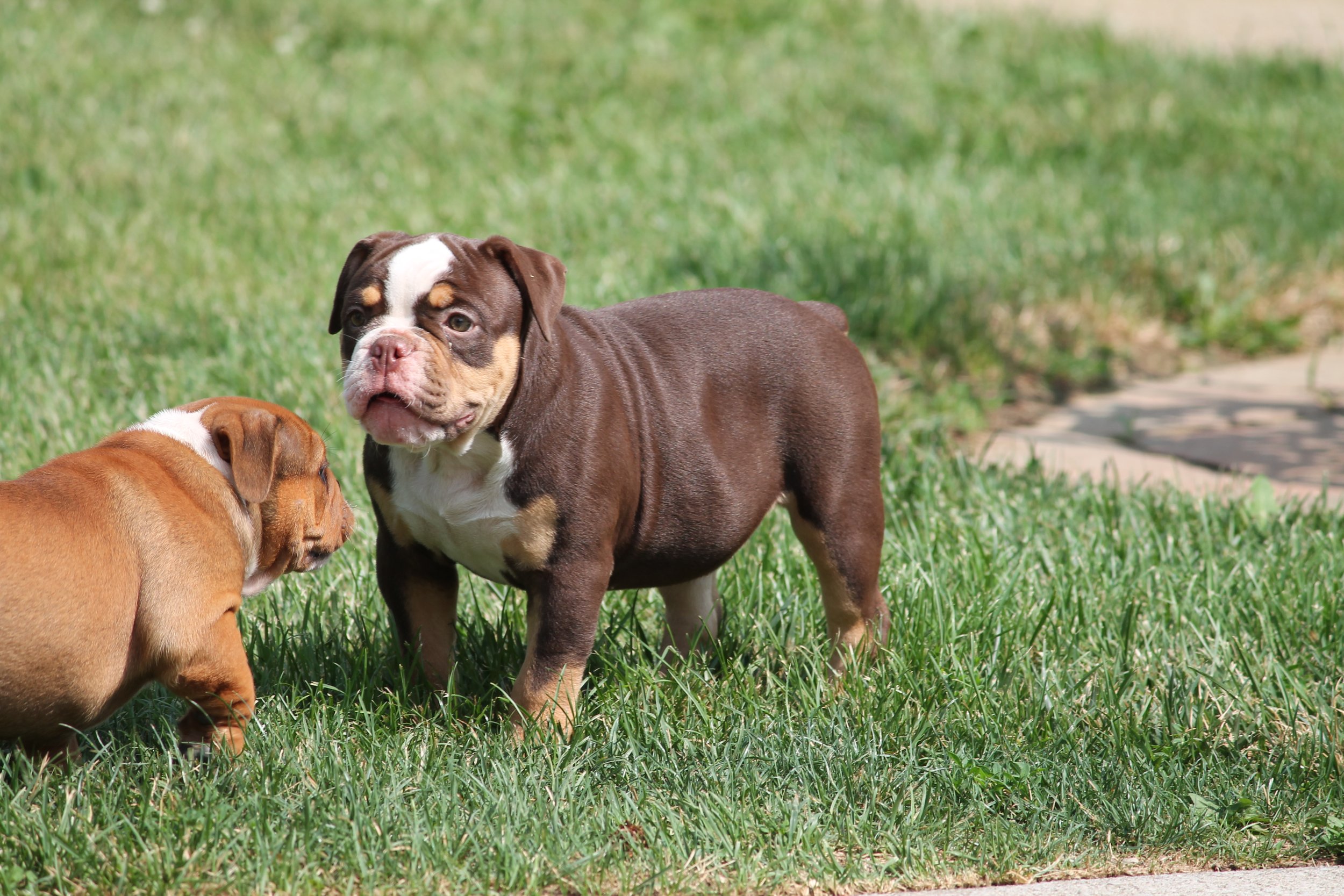 CANDYLAND@11weeks (6).JPG