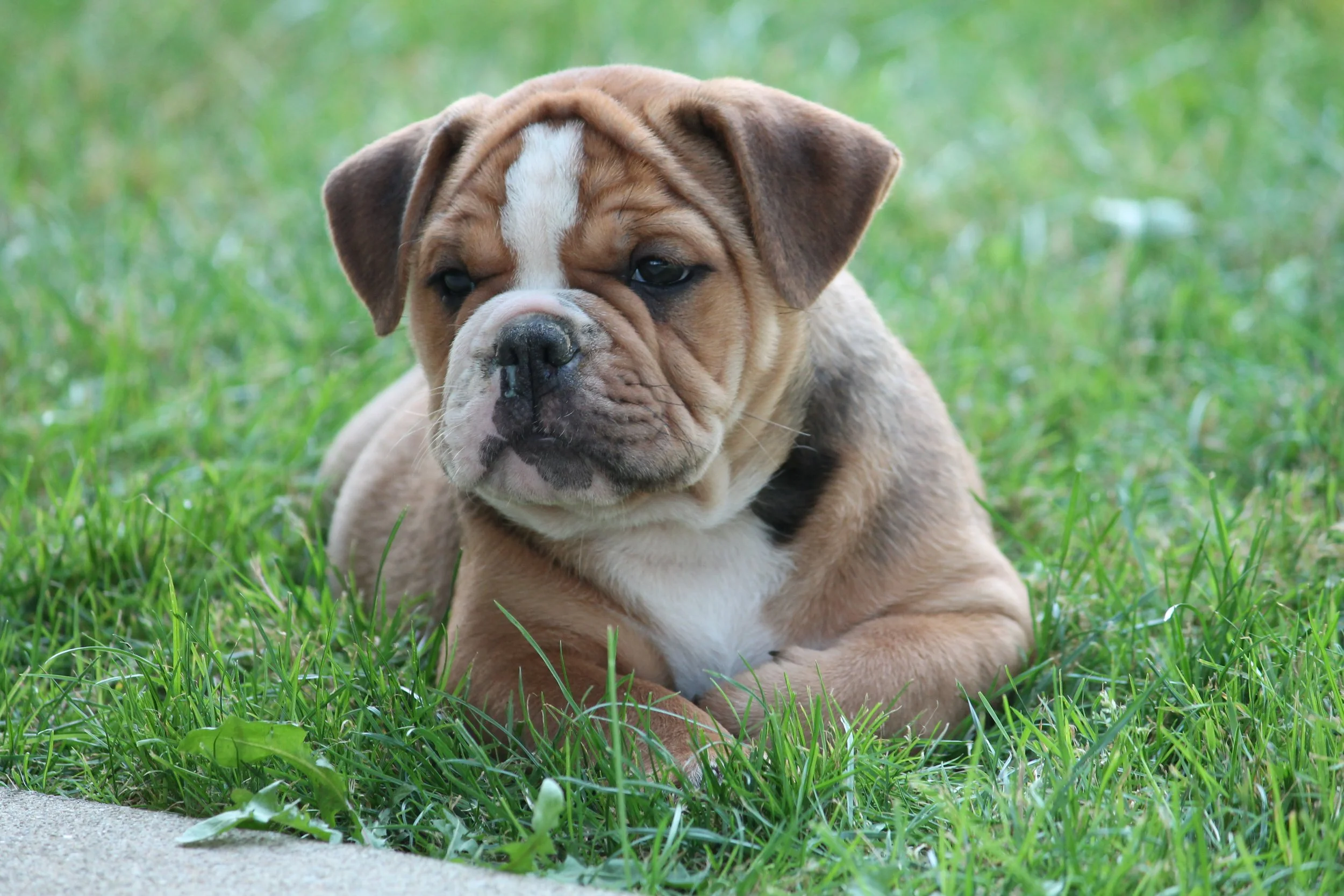 Cute brown and white bulldog puppy standing on concrete sidewalk near a dirt edge, winking with one eye.