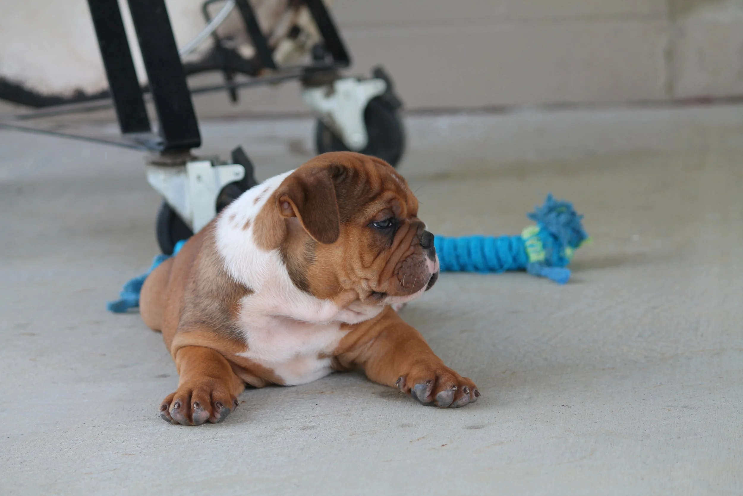 OTIS@8weeks (4).JPG