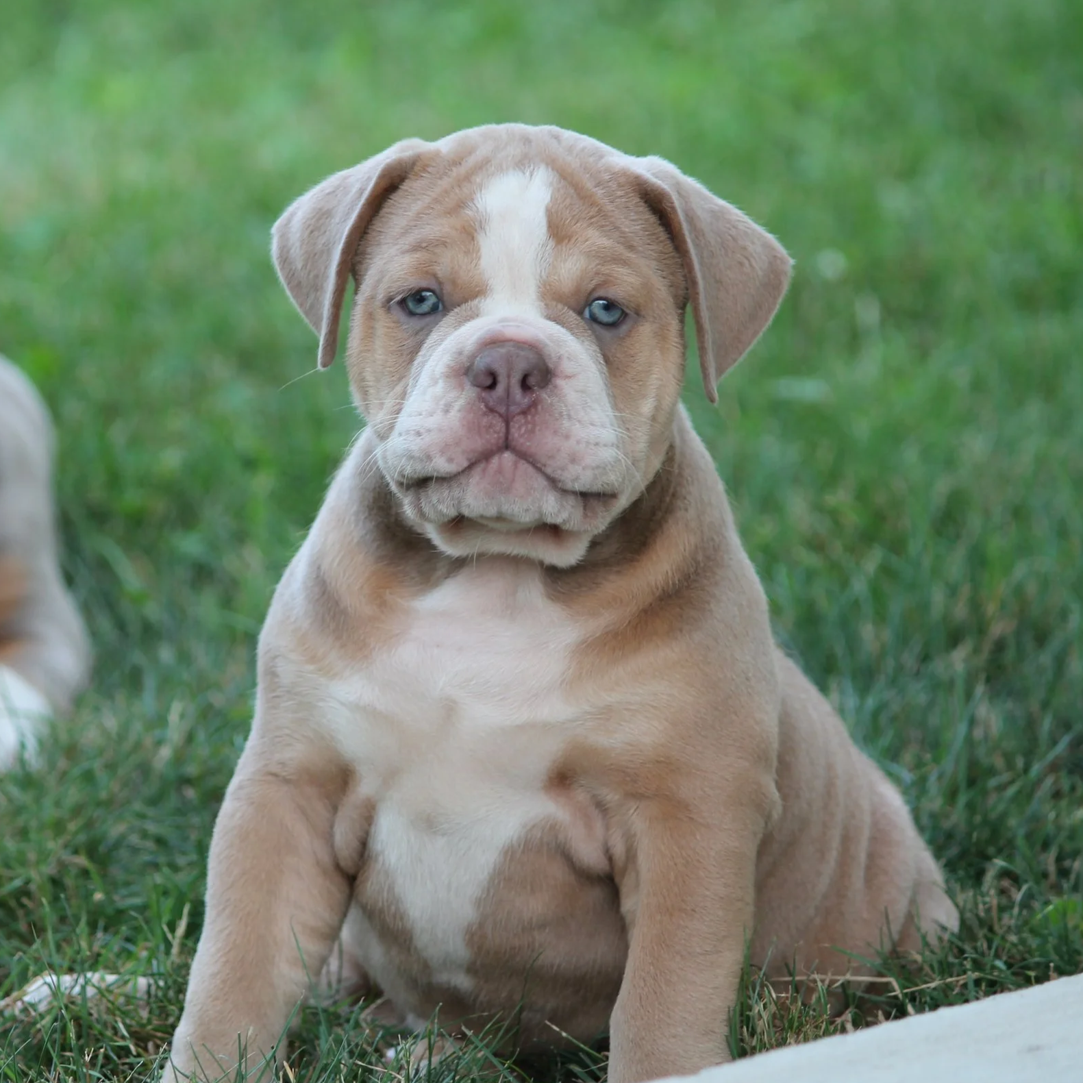 A cute, beige-colored puppy with blue eyes lying on green grass with a blurred background.