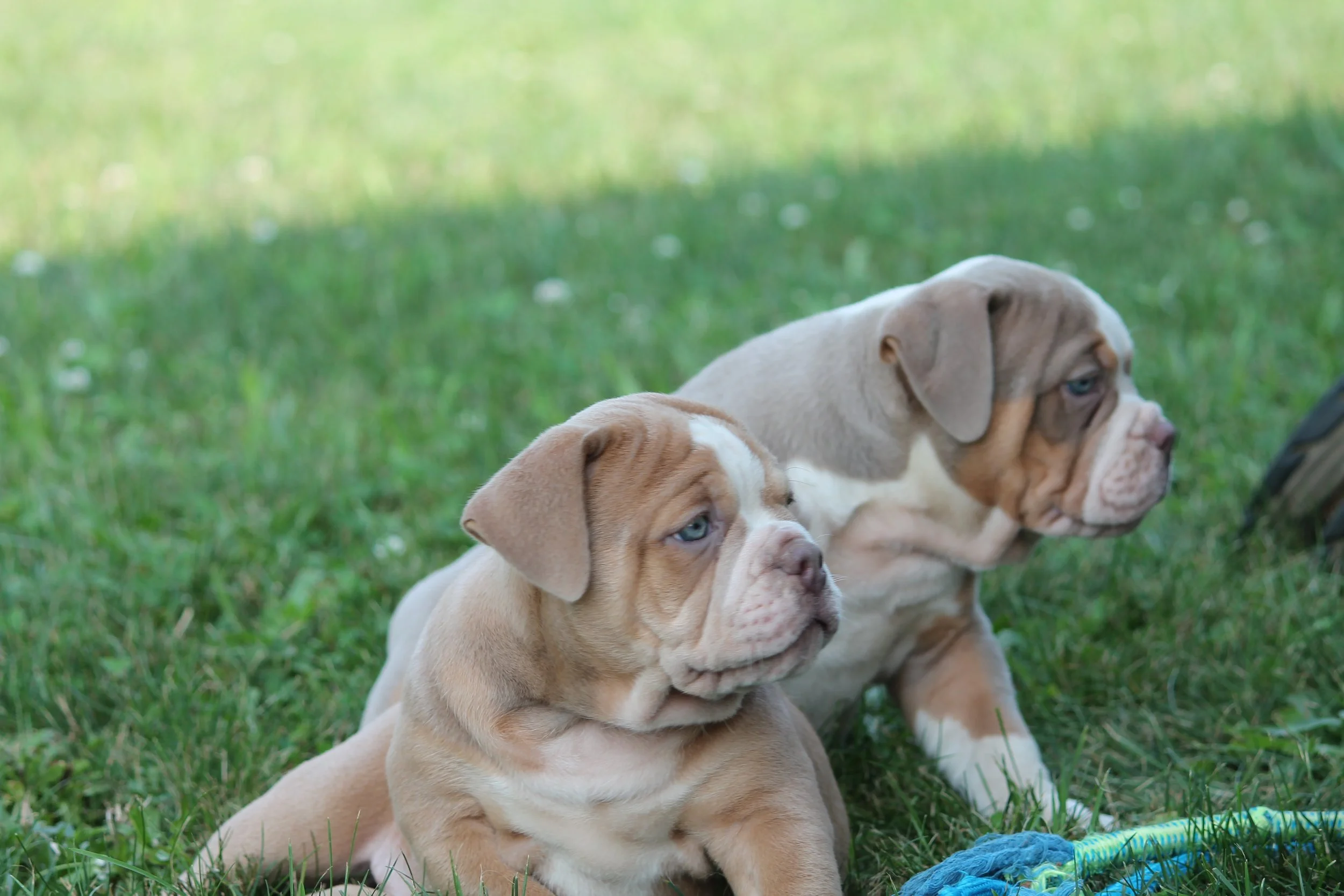 STELLA@8weeks (9).JPG