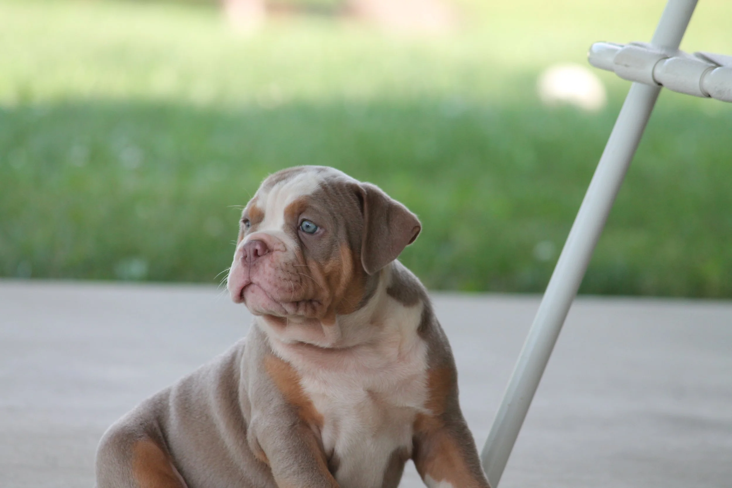 JOKER@8weeks.JPG