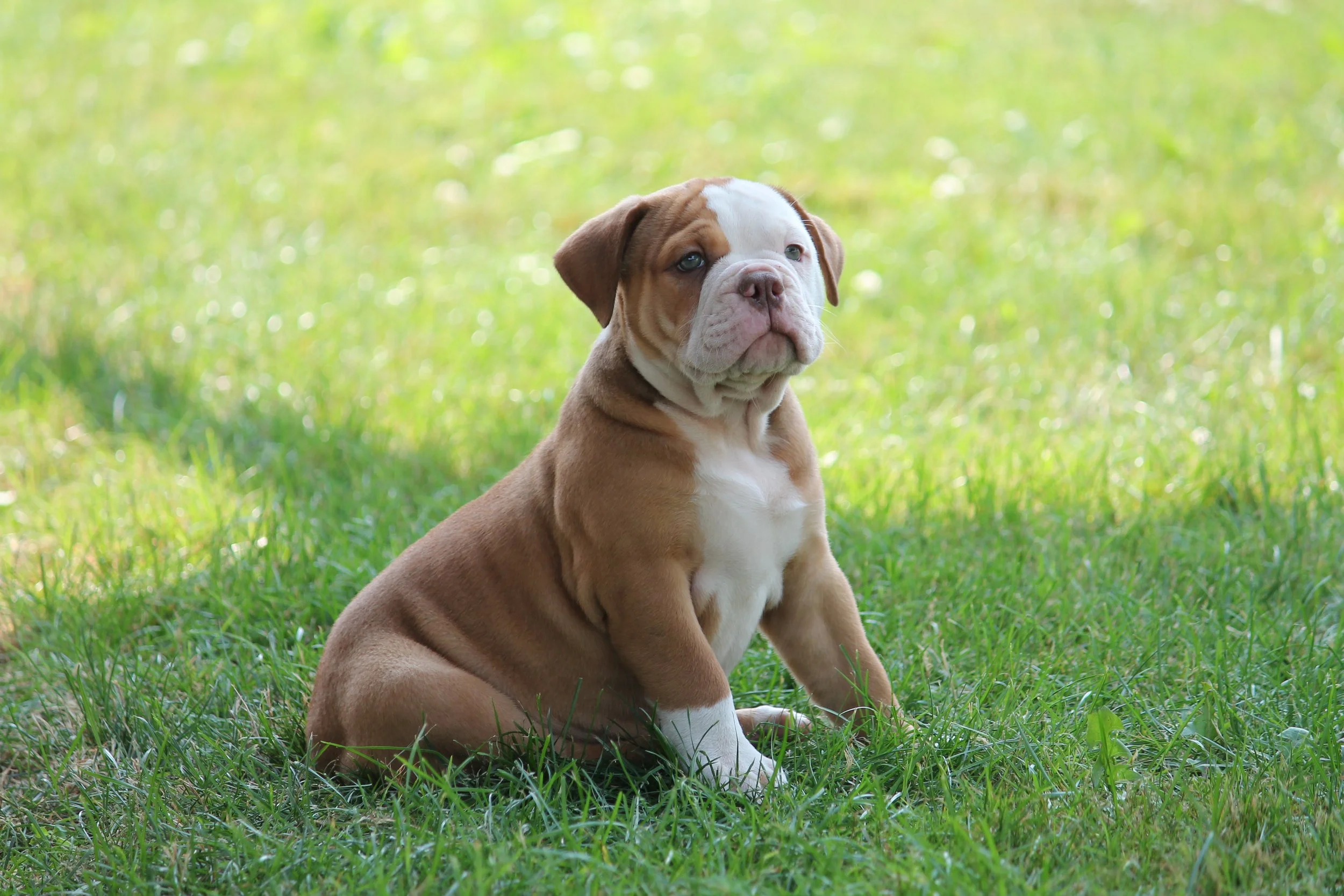 CUPCAKES@8weeks (1).JPG