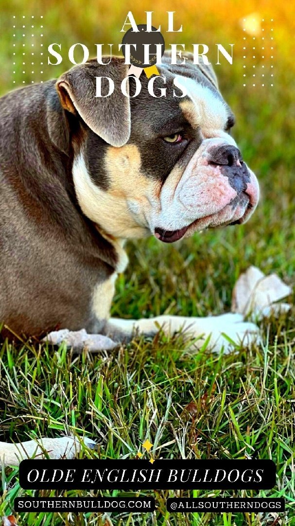 DAM: Olde South's Jewels of All Southern Dogs