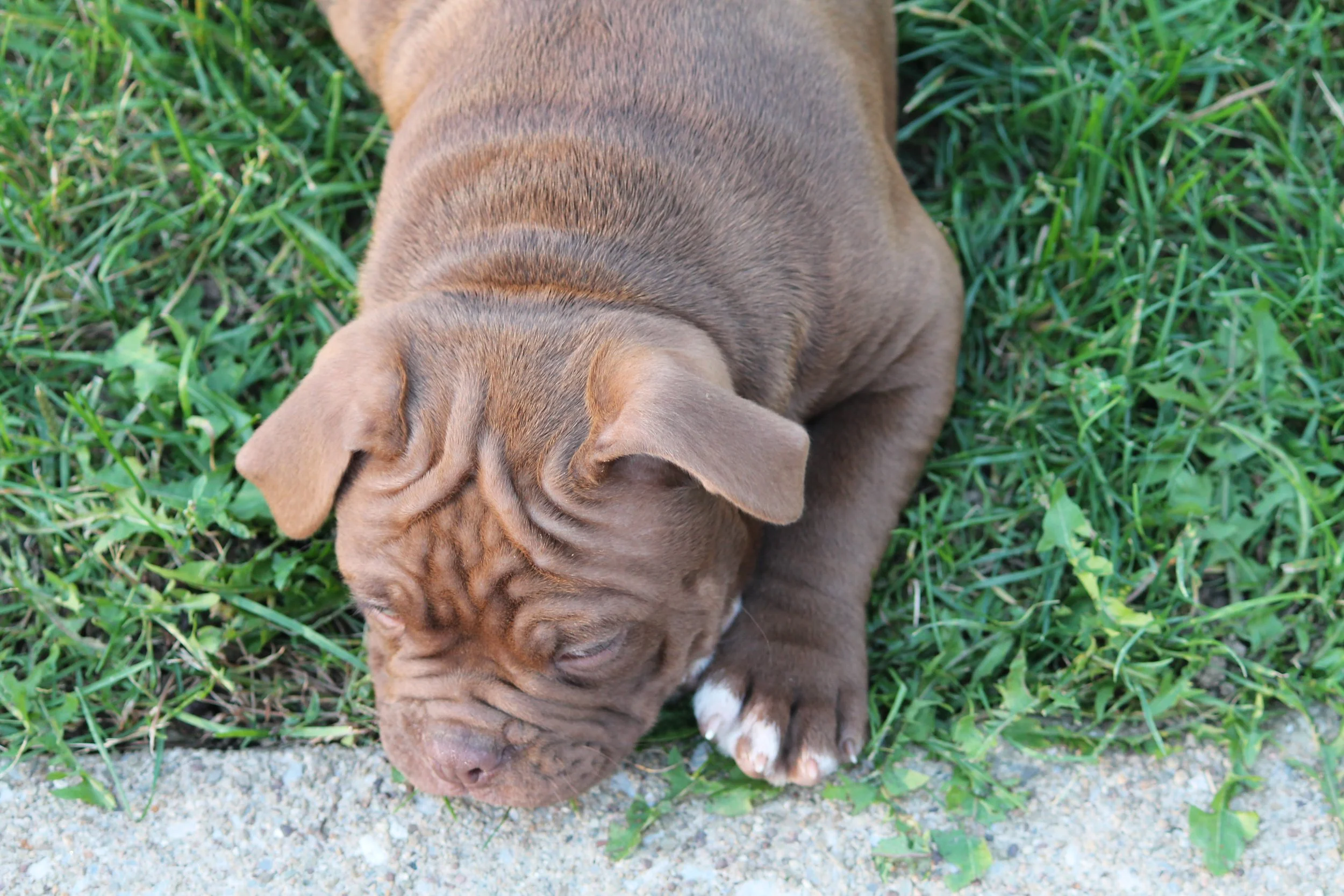 REGGIE (10).JPG