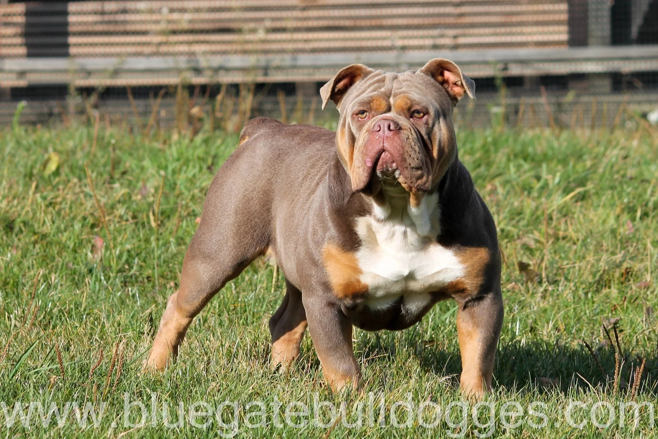 A large brown and black dog, likely a pitbull, sitting outdoors on a gravel surface in front of a metal fence, wearing a purple and pink leash.