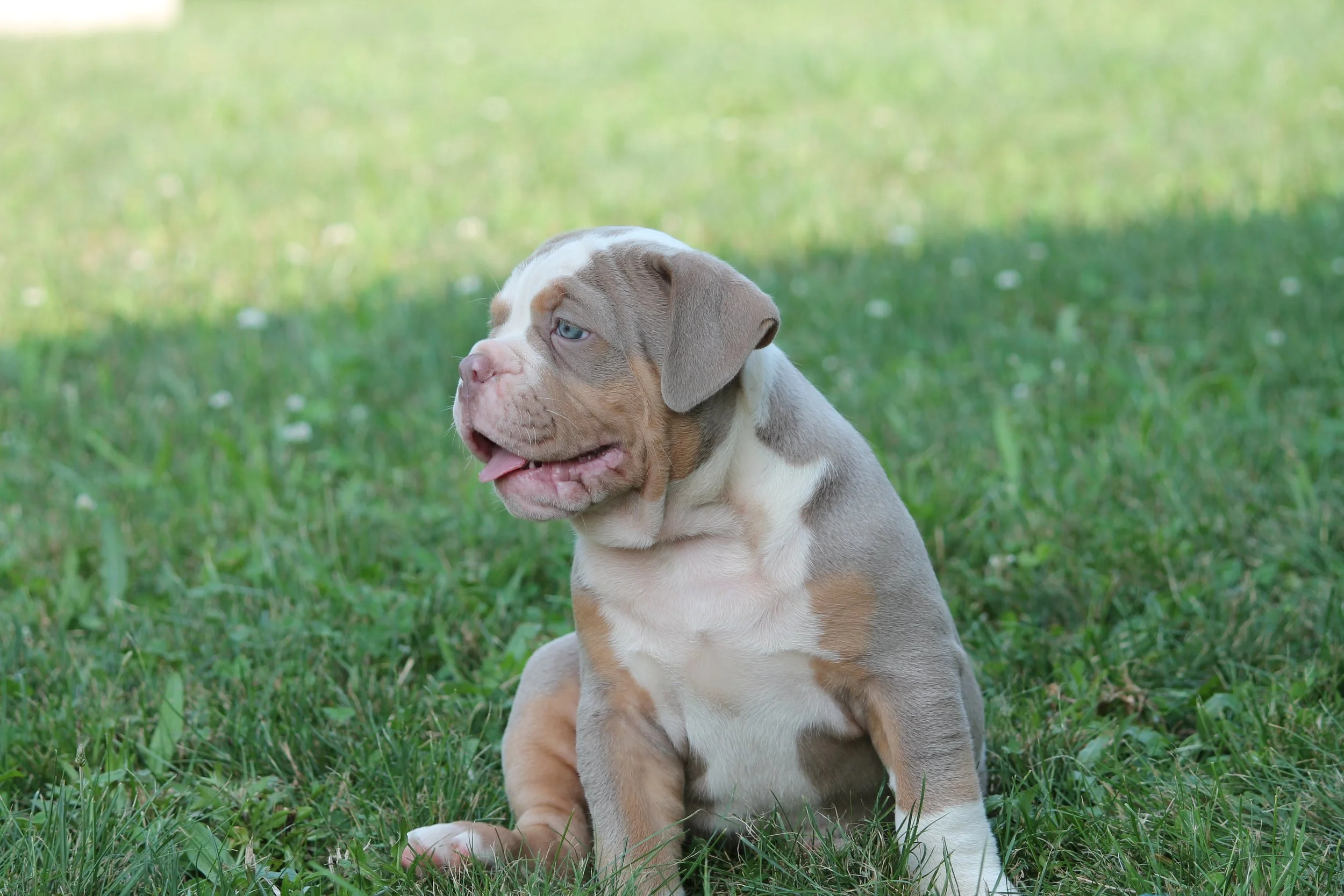 JOKER@8weeks (5).JPG