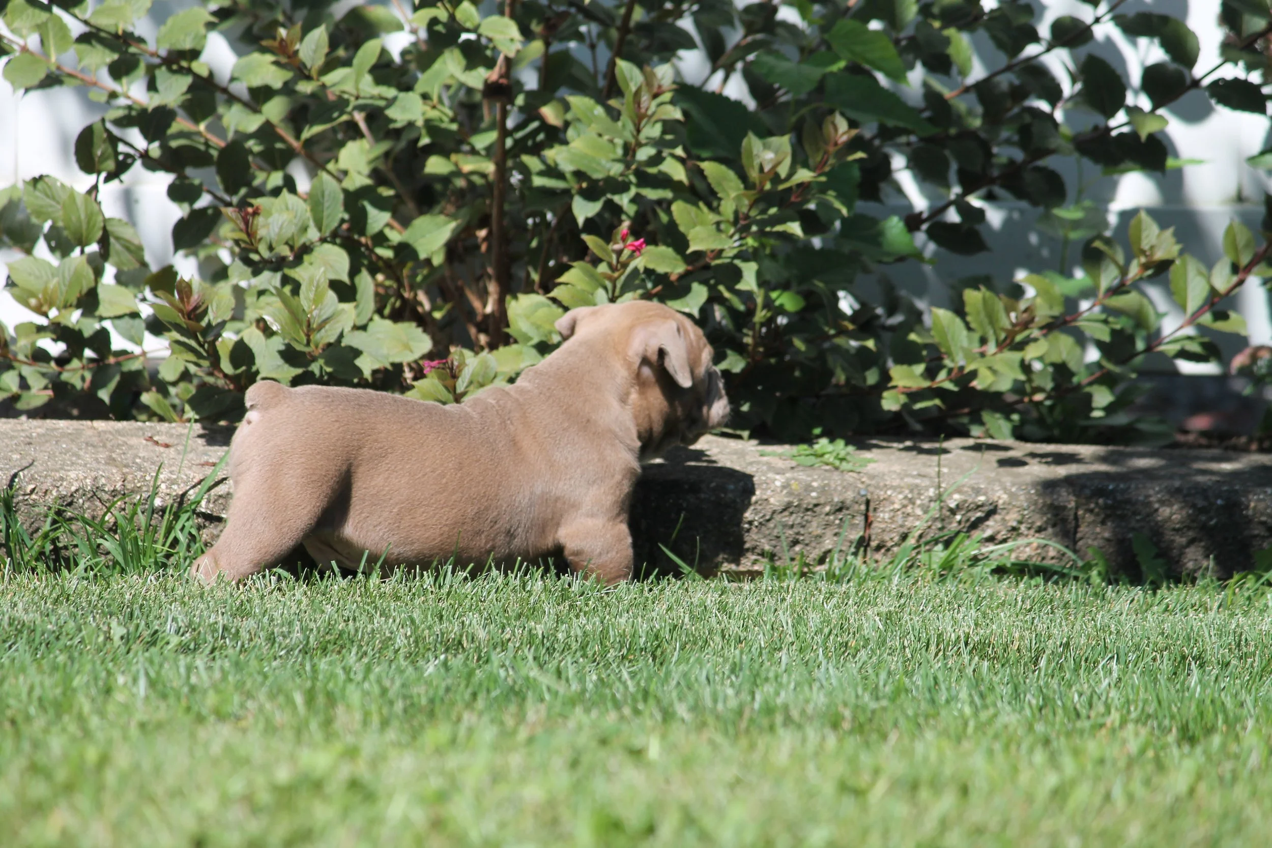 JUGHEAD6WK.JPG