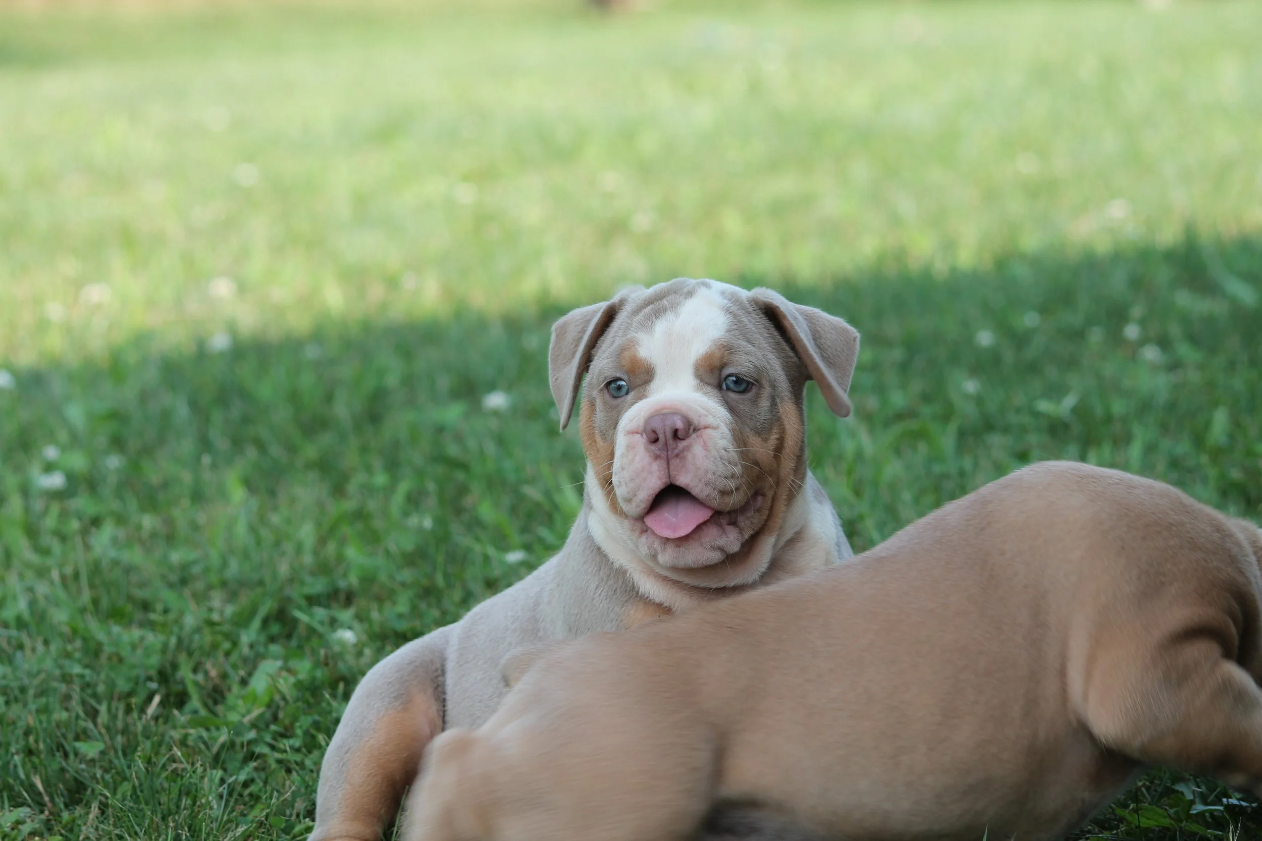 JOKER@8weeks (6).JPG