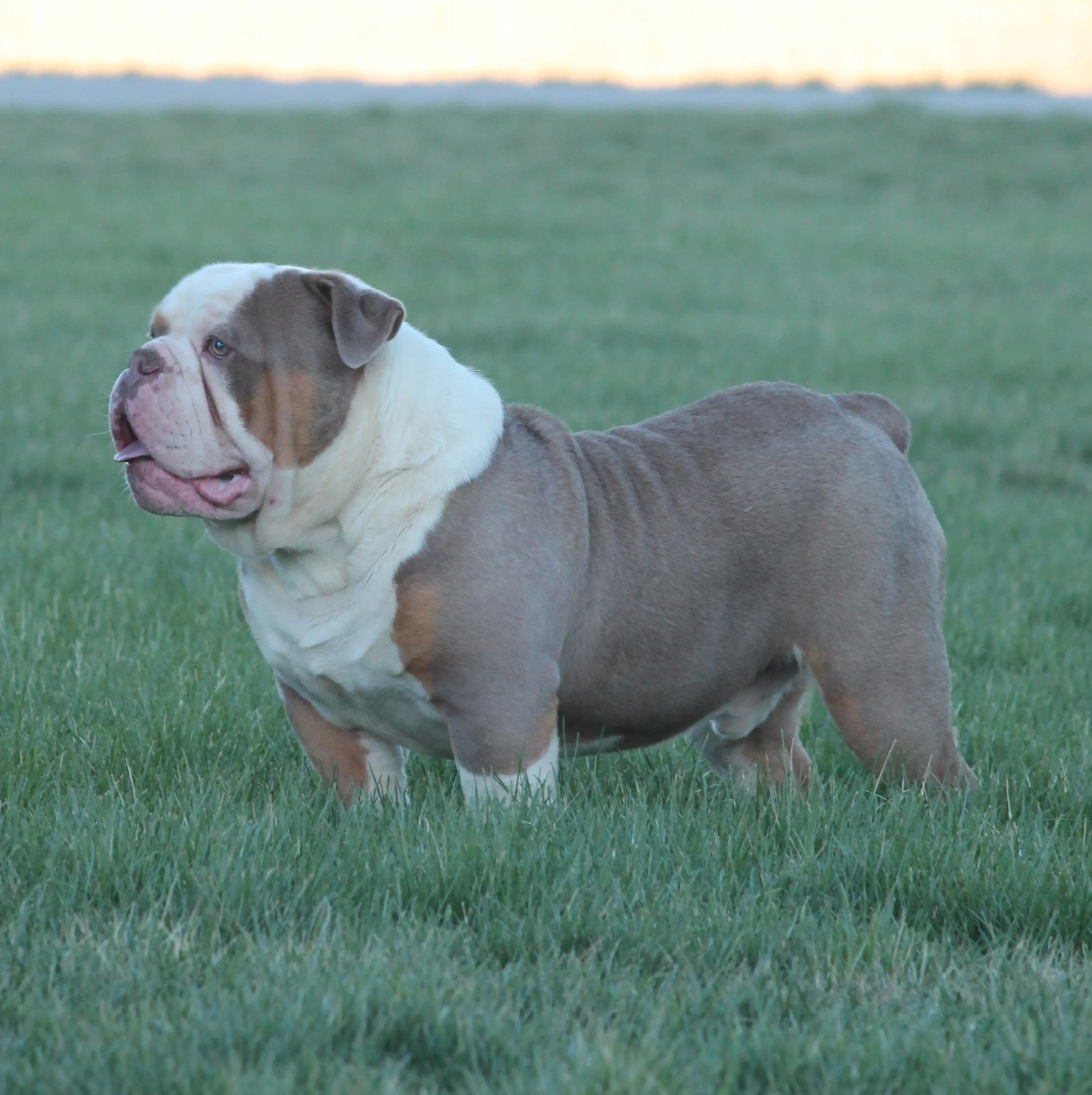 sire: BRUTUS