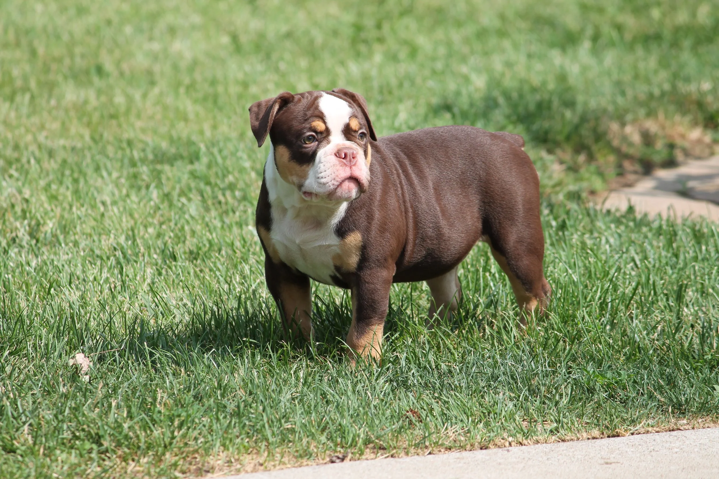 CANDYLAND@11weeks (5).JPG