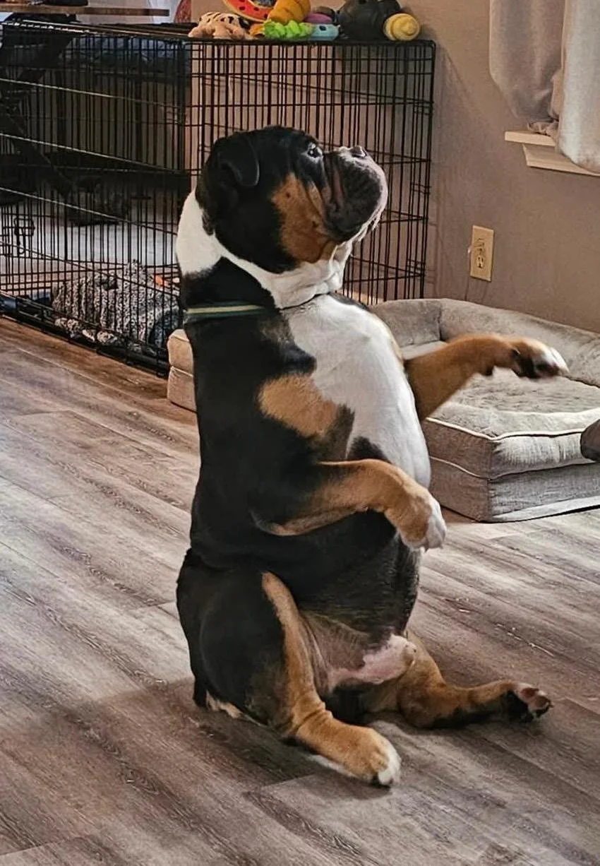 A young, tricolor Boxer dog sitting upright on its hind legs indoors with a relaxed posture. Behind it is a metal dog crate with some stuffed toys on top and a dog bed nearby. The room has wood flooring and walls with a power outlet visible.