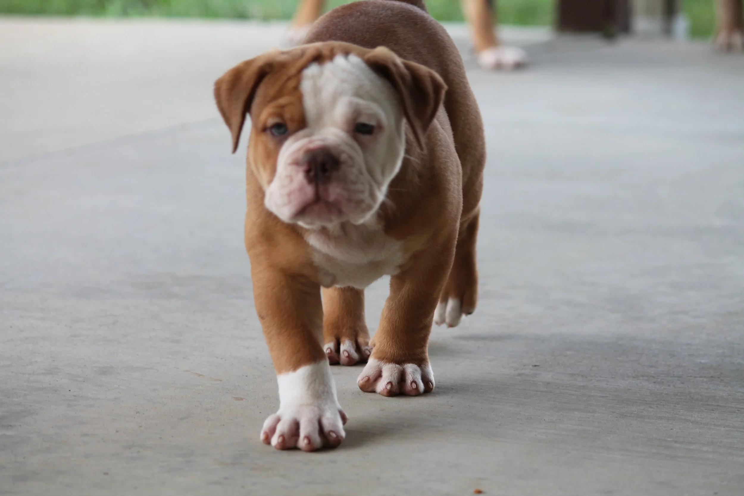 CUPCAKES@8weeks (6).JPG
