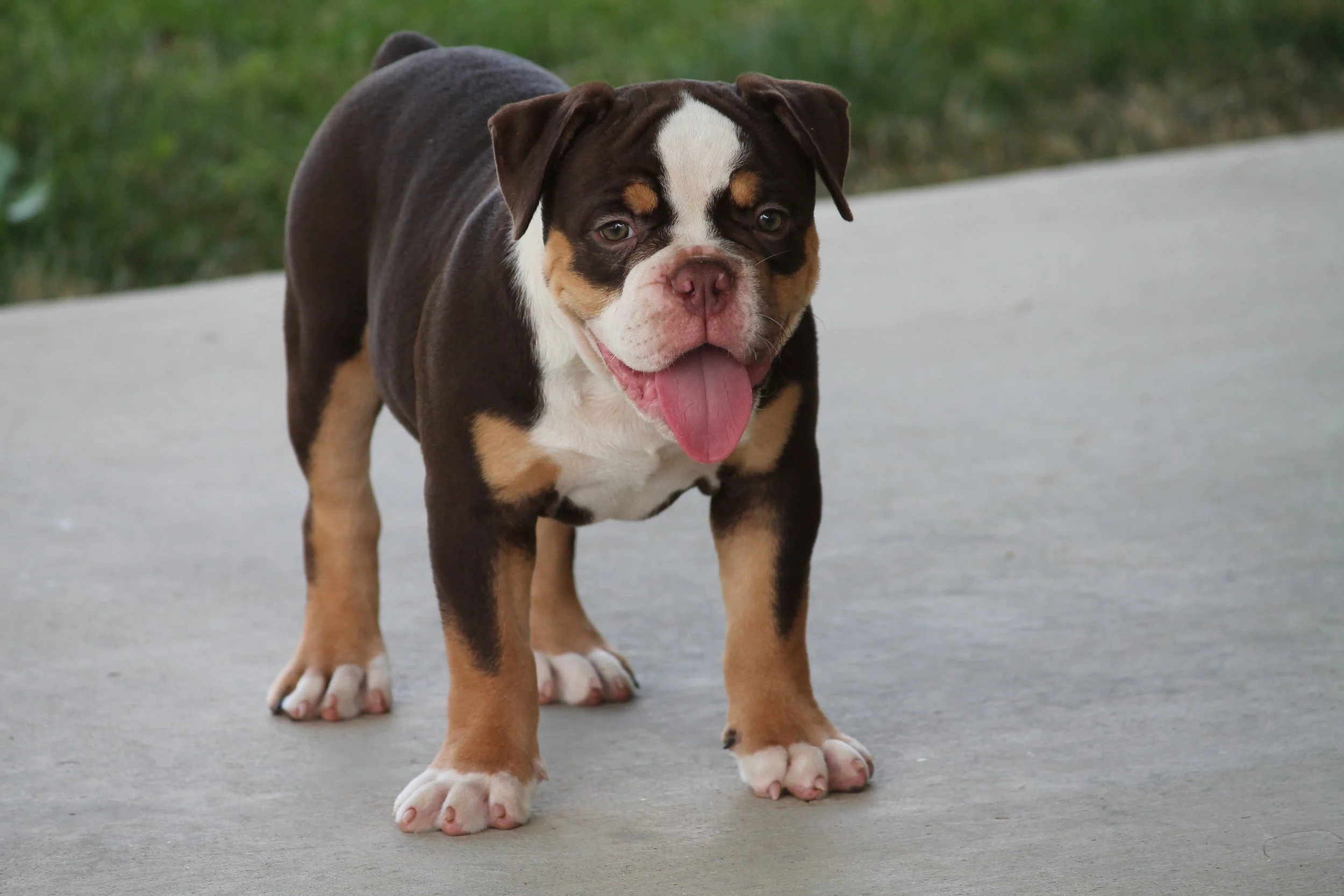CANDYLAND@11weeks (1).JPG