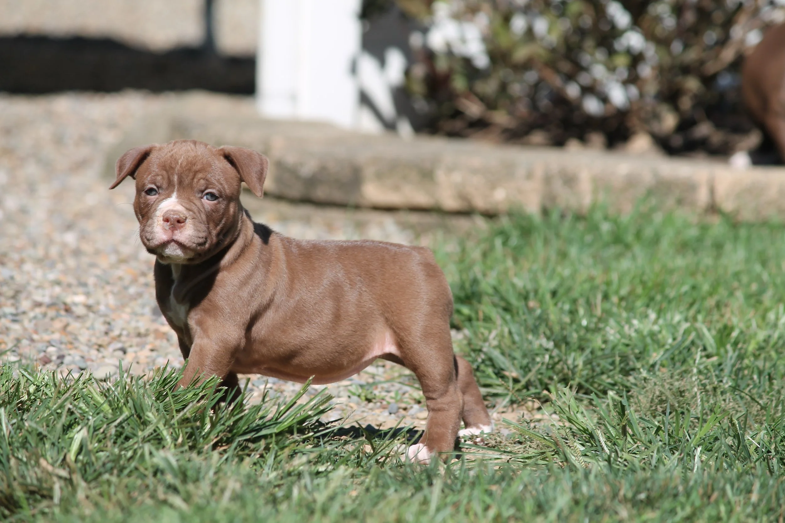 MIDGE6WK (5).JPG