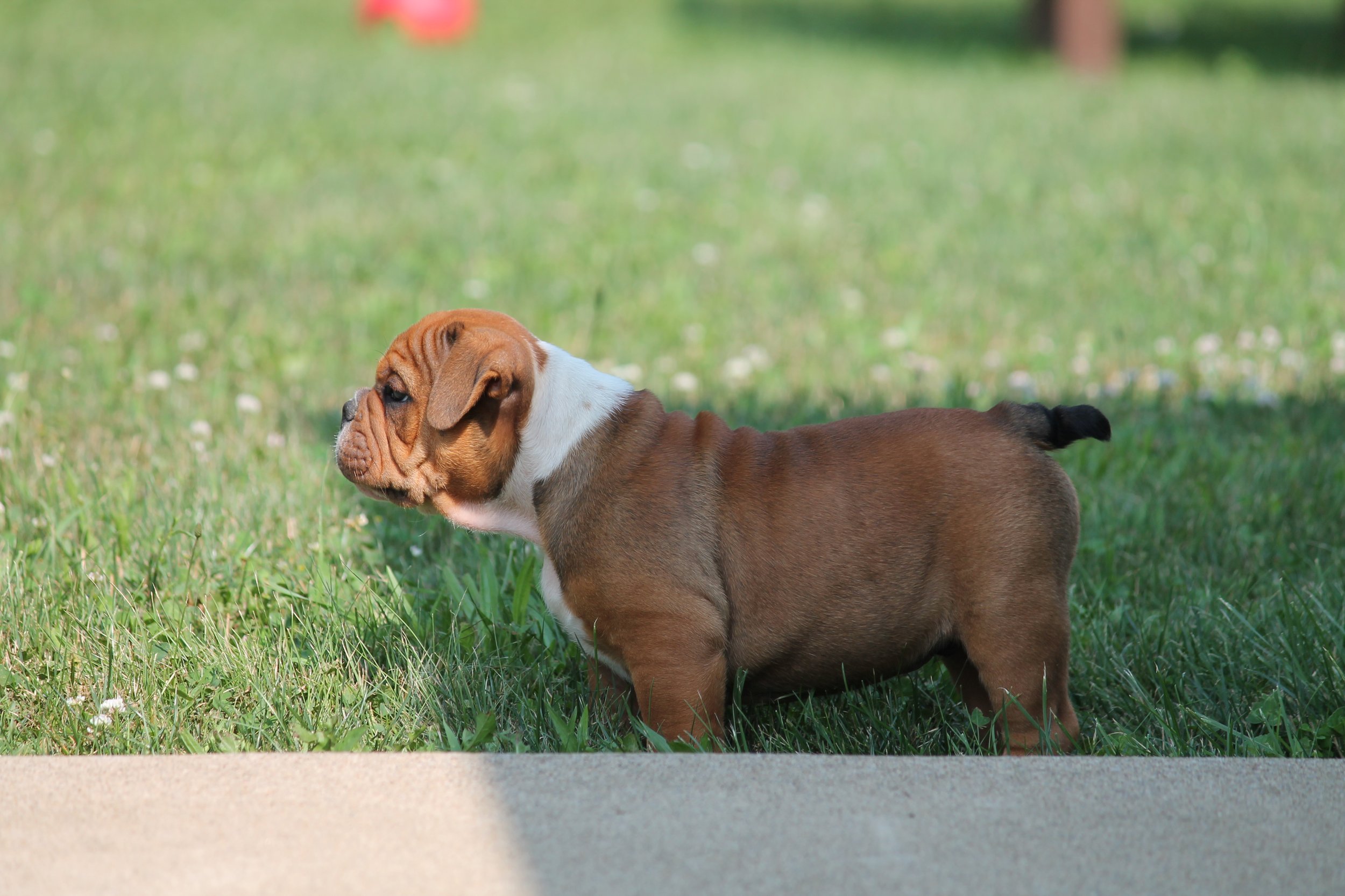 OTIS@8weeks (1).JPG