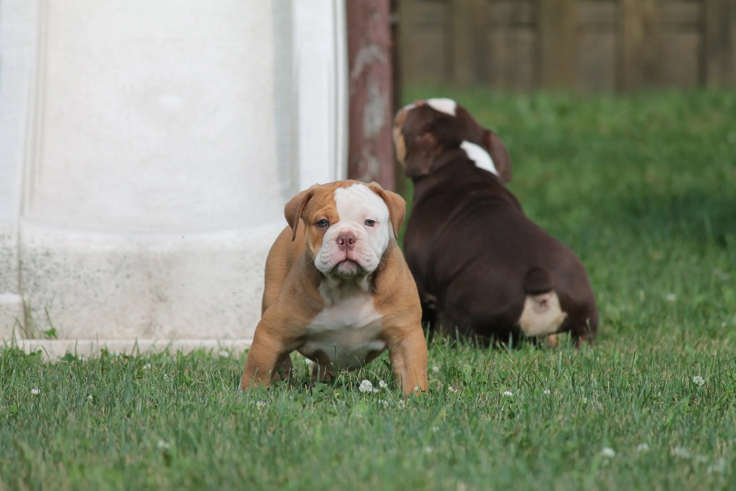 CUPCAKES@8weeks (5).JPG