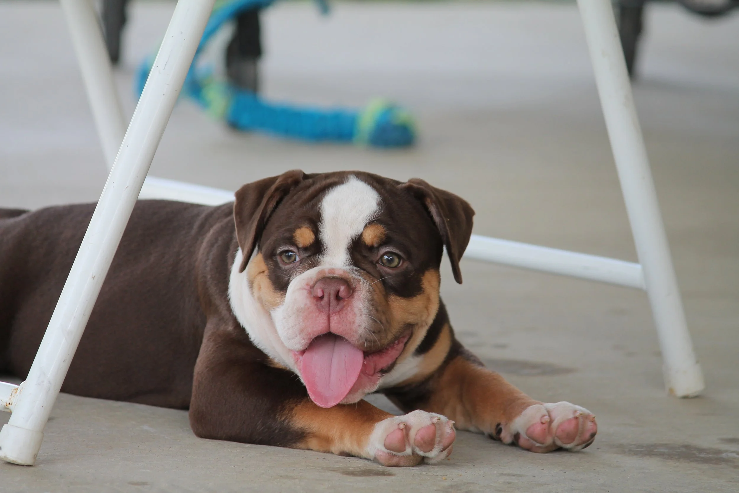 CANDYLAND@11weeks (2).JPG
