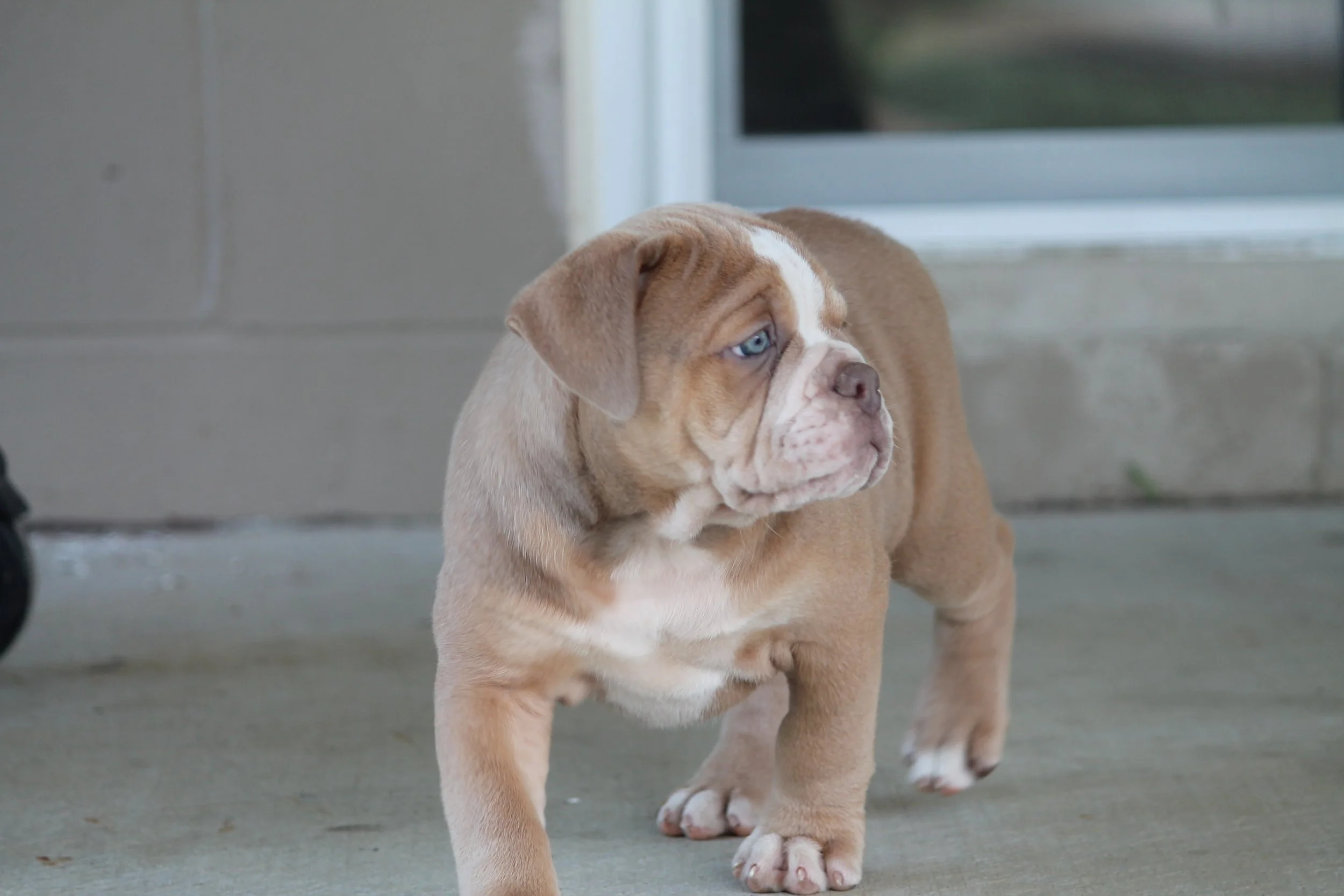 STELLA@8weeks (3).JPG