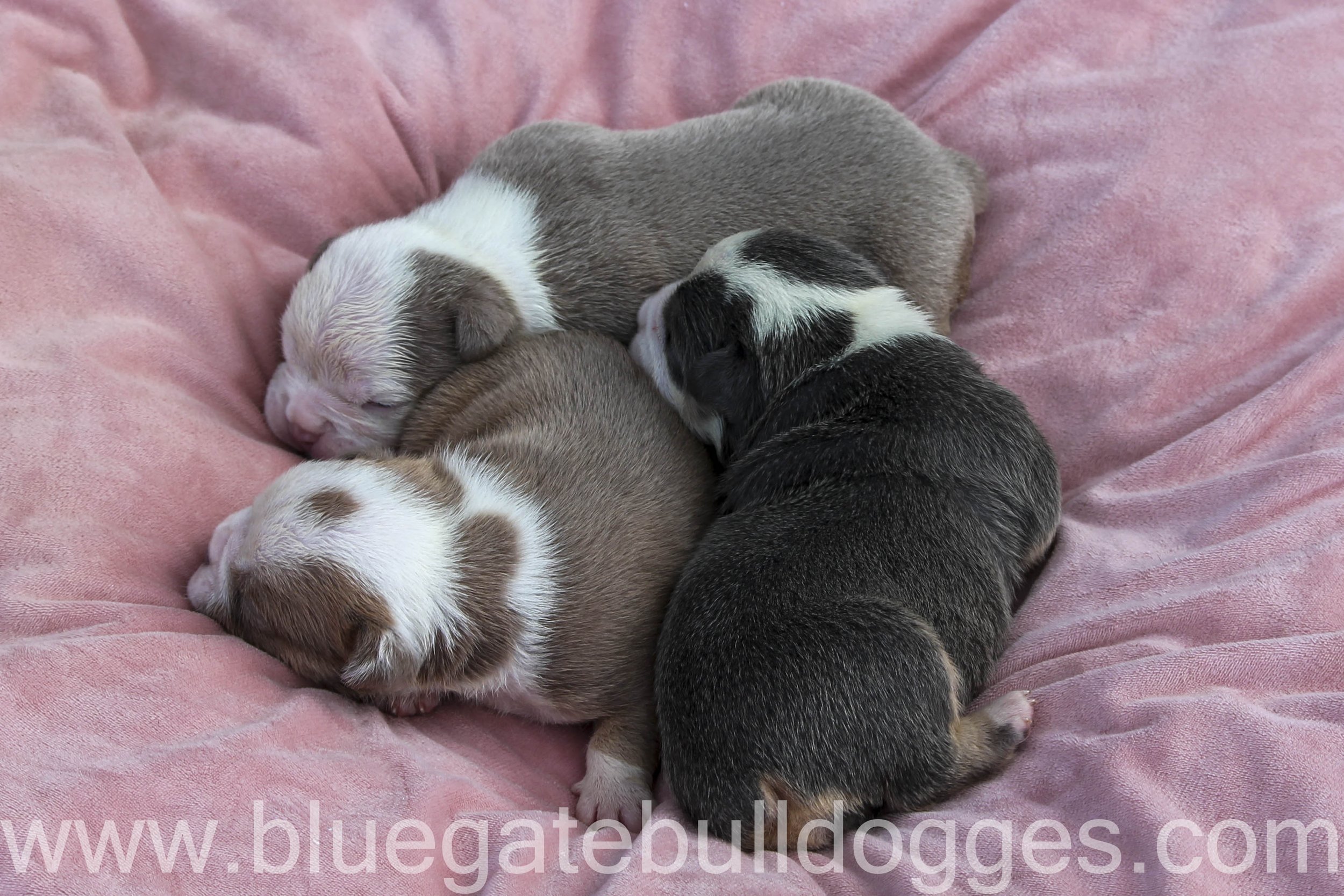 3 females