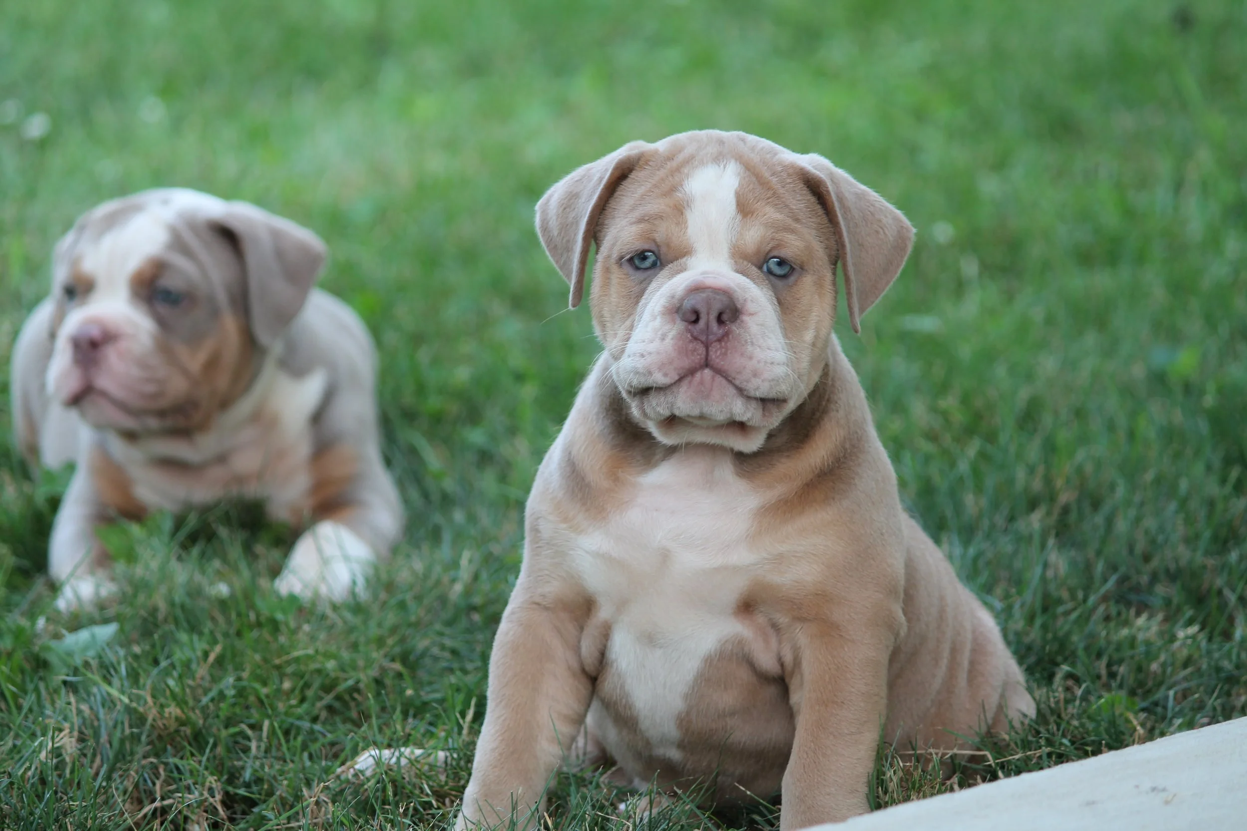 STELLA@8weeks (6).JPG