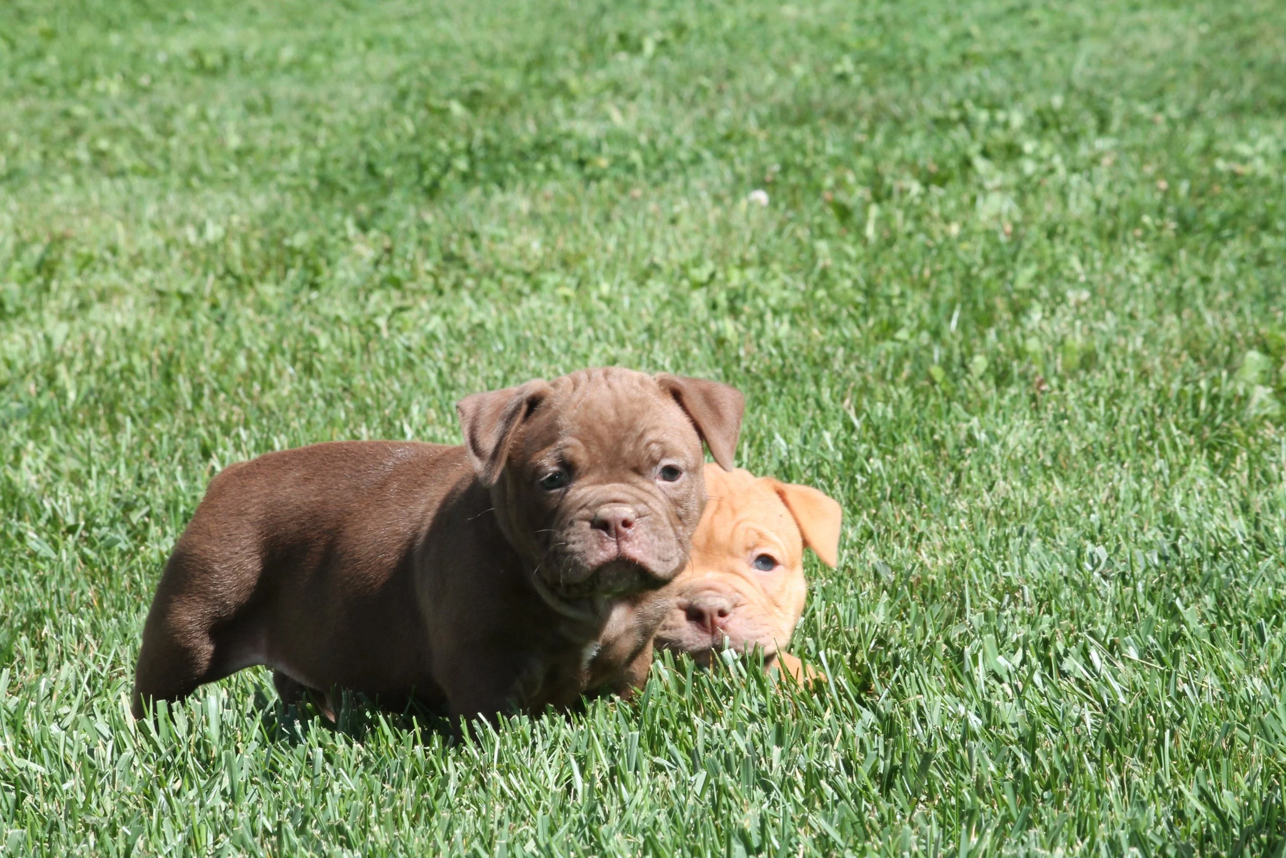 REGGIE6WK (8).JPG