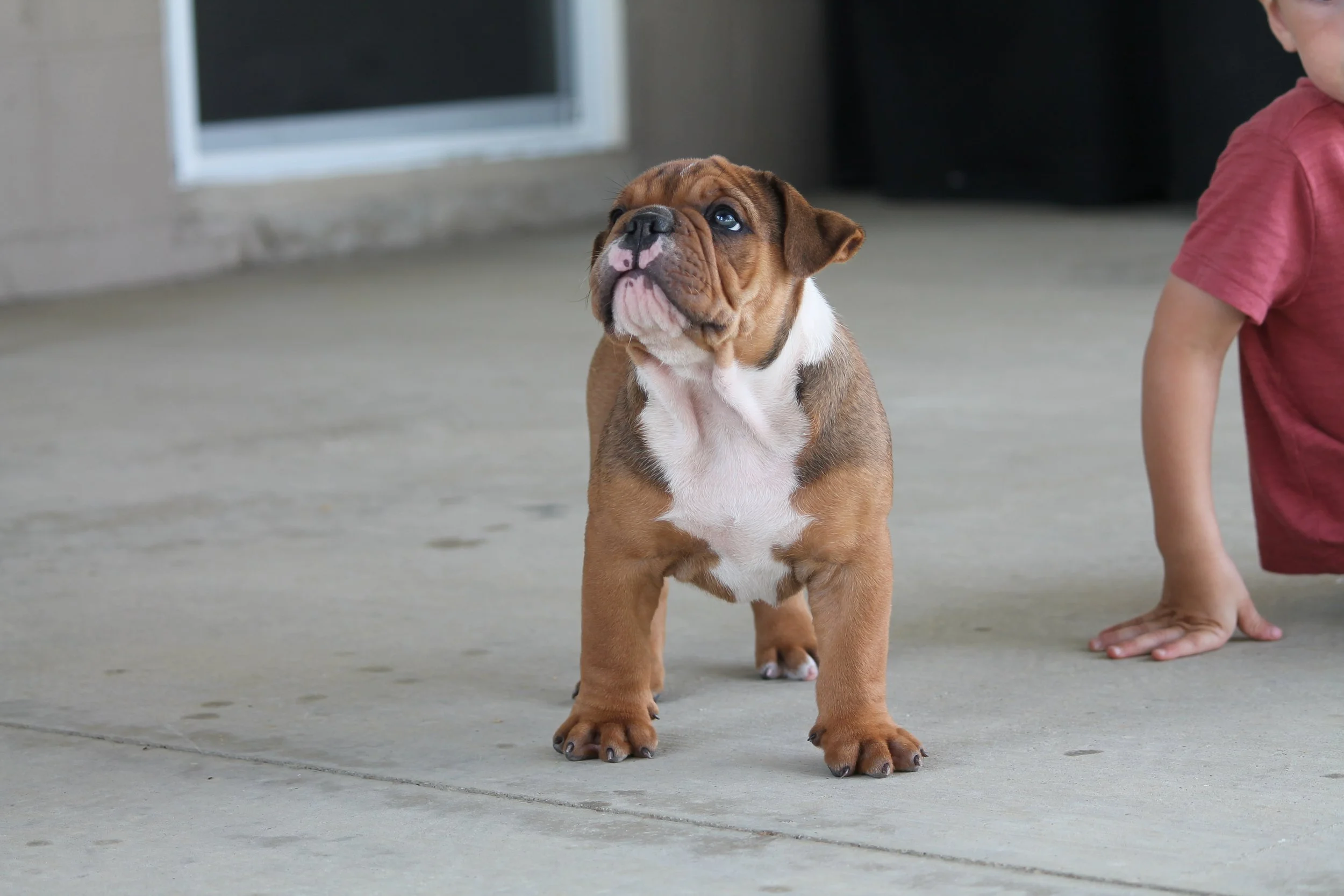 OTIS@8weeks (3).JPG