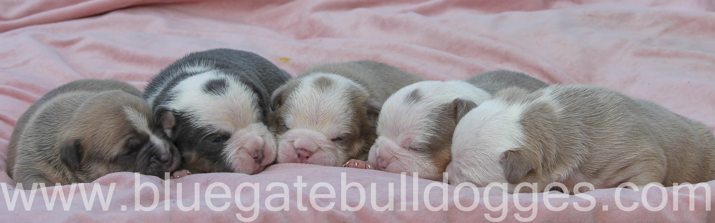 5 males