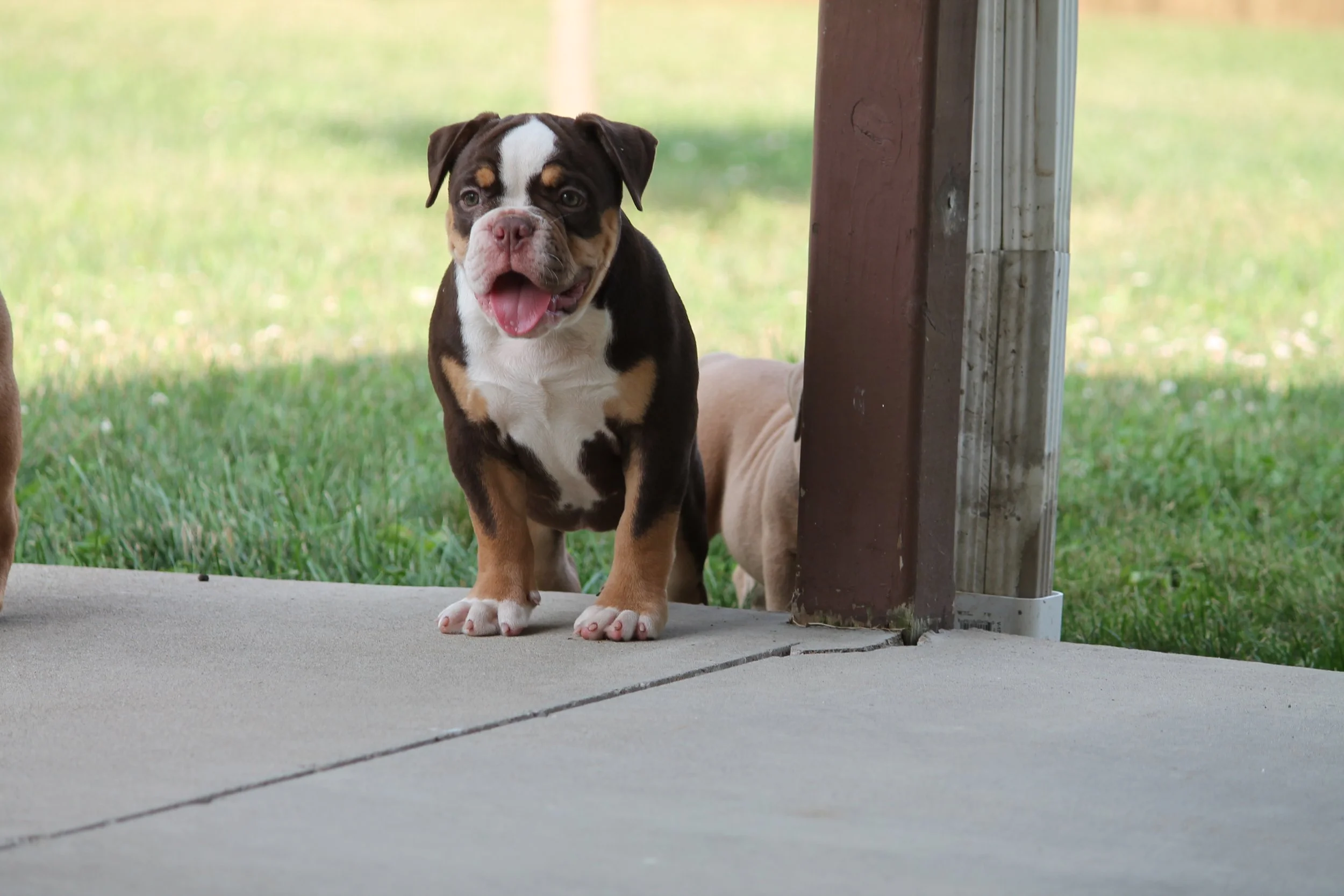 CANDYLAND@11weeks (8).JPG