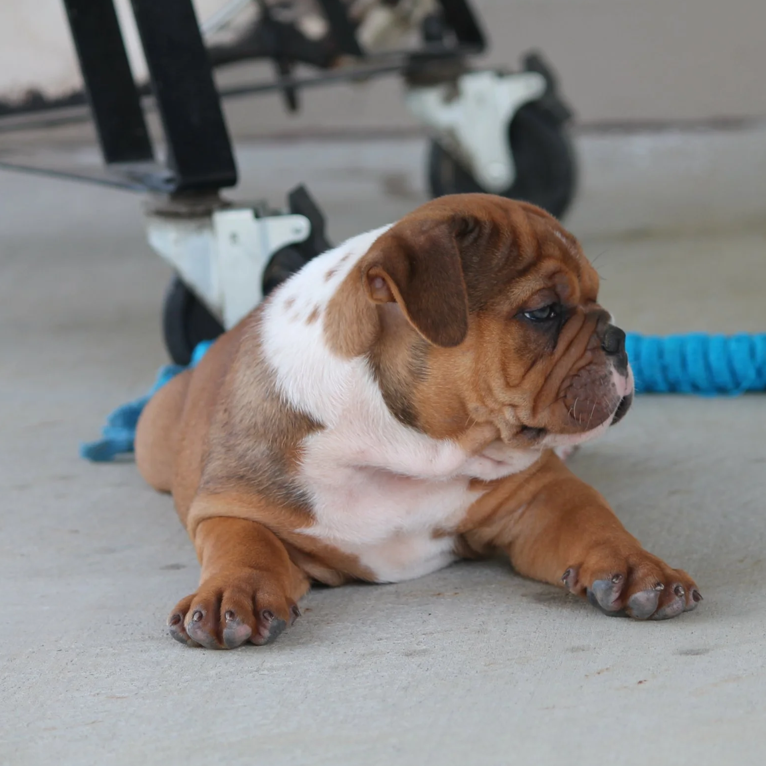 A brown and black puppy lying down with front paws extended and looking into the camera, with a gray background.
