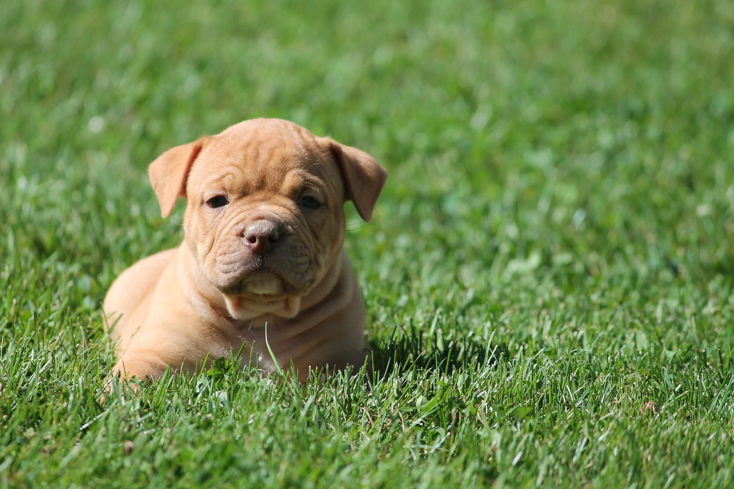 ARCHIE6WK (6).JPG