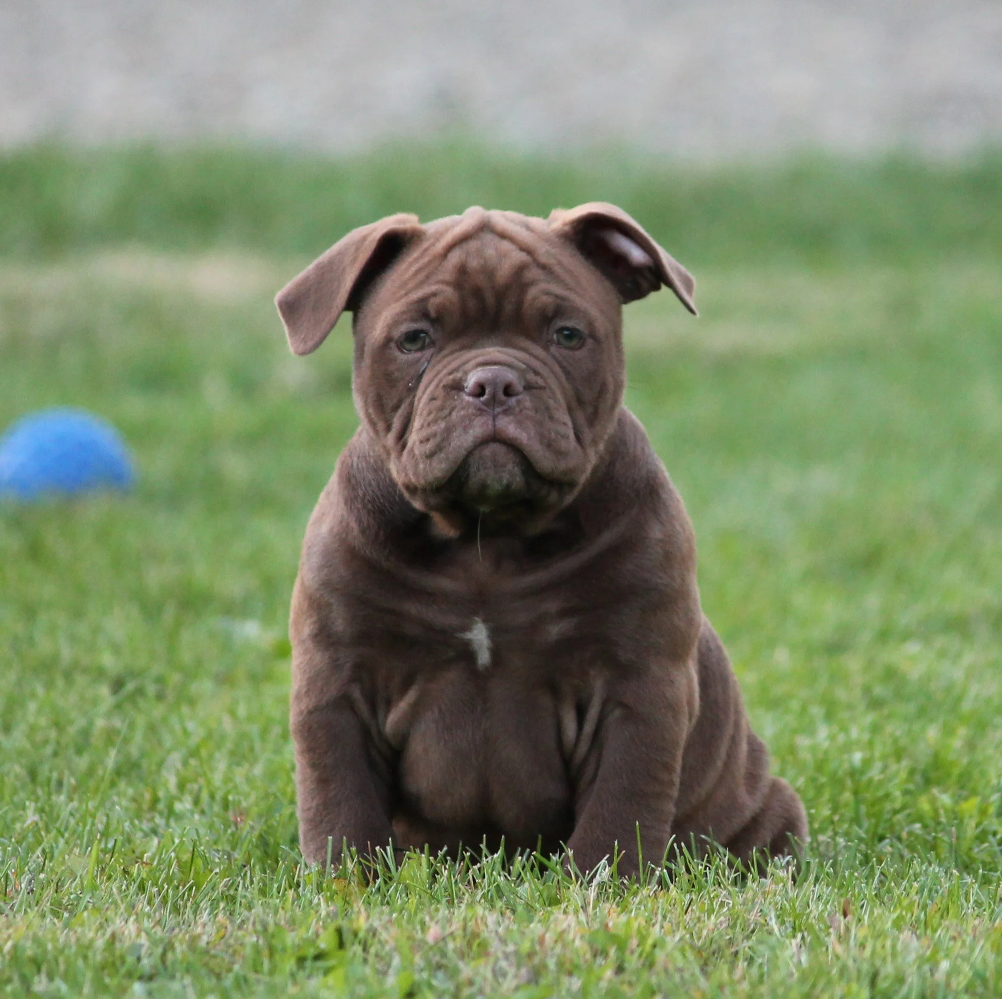 REGGIE (3).JPG
