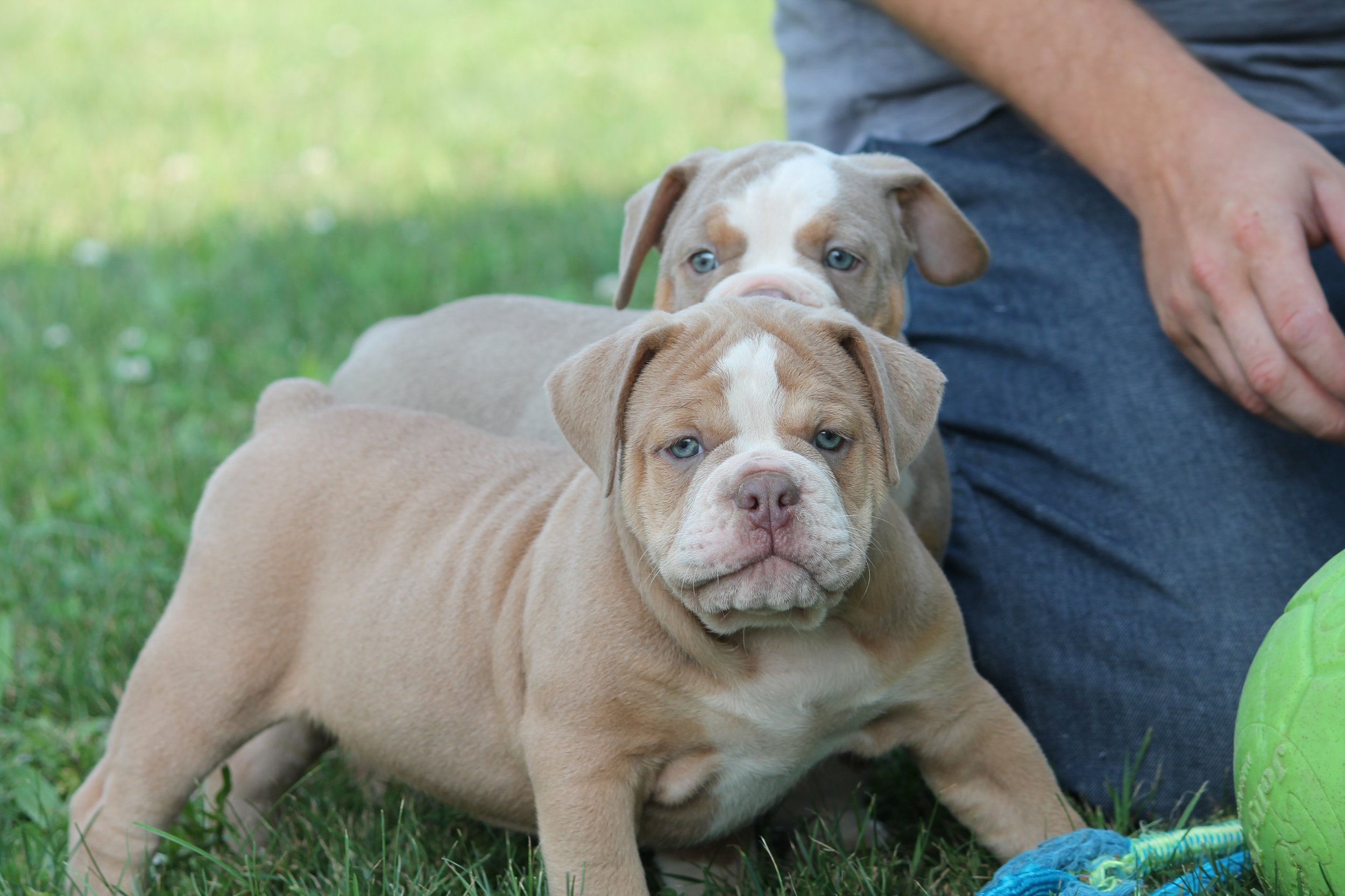 STELLA@8weeks (7).JPG