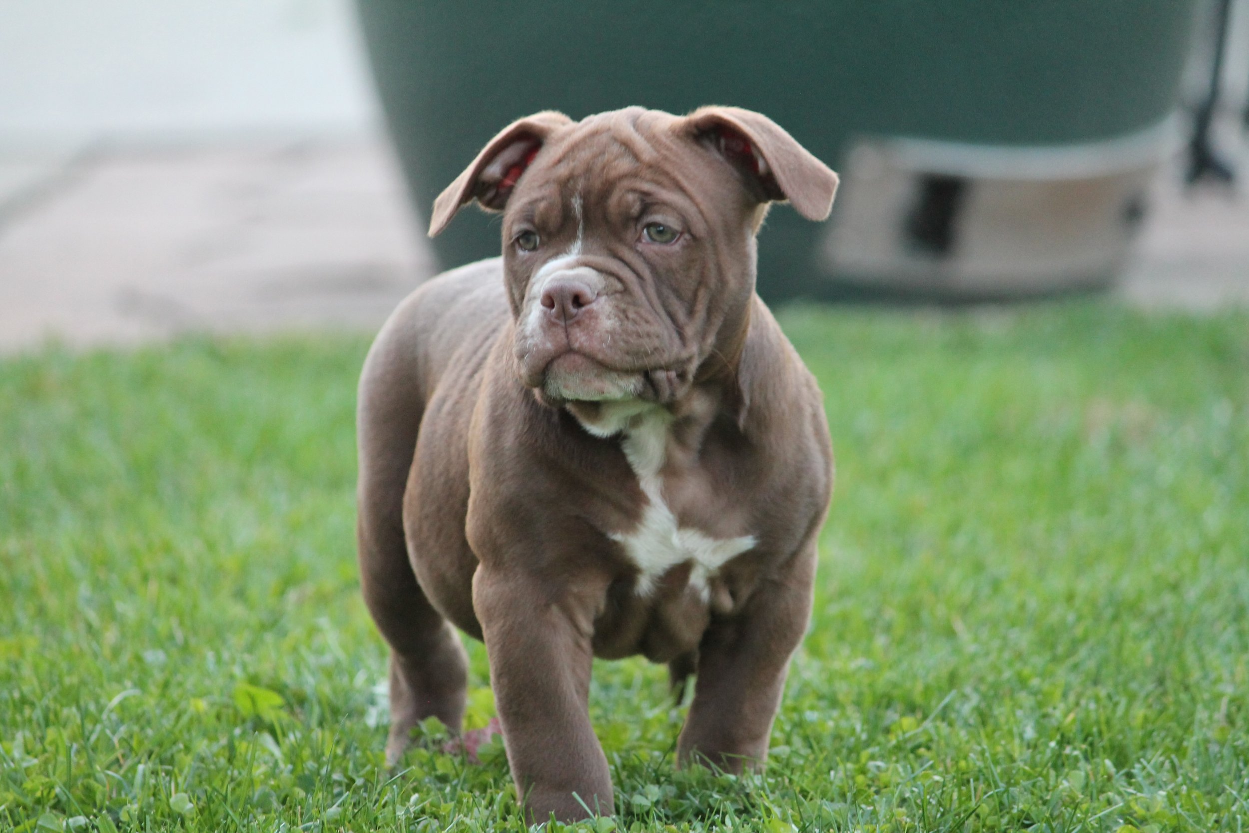 MIDGE (3).JPG