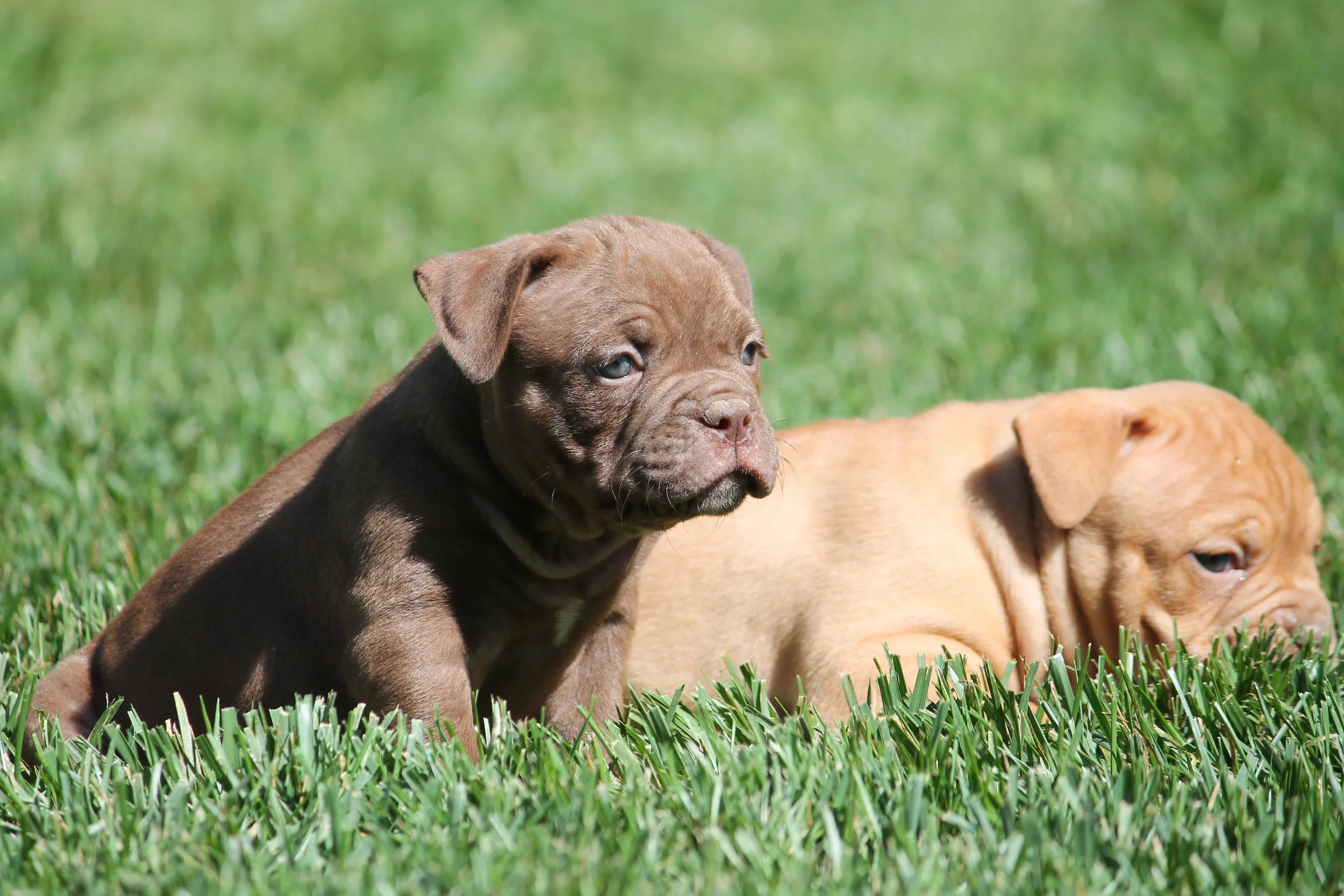 REGGIE6WK (5).JPG