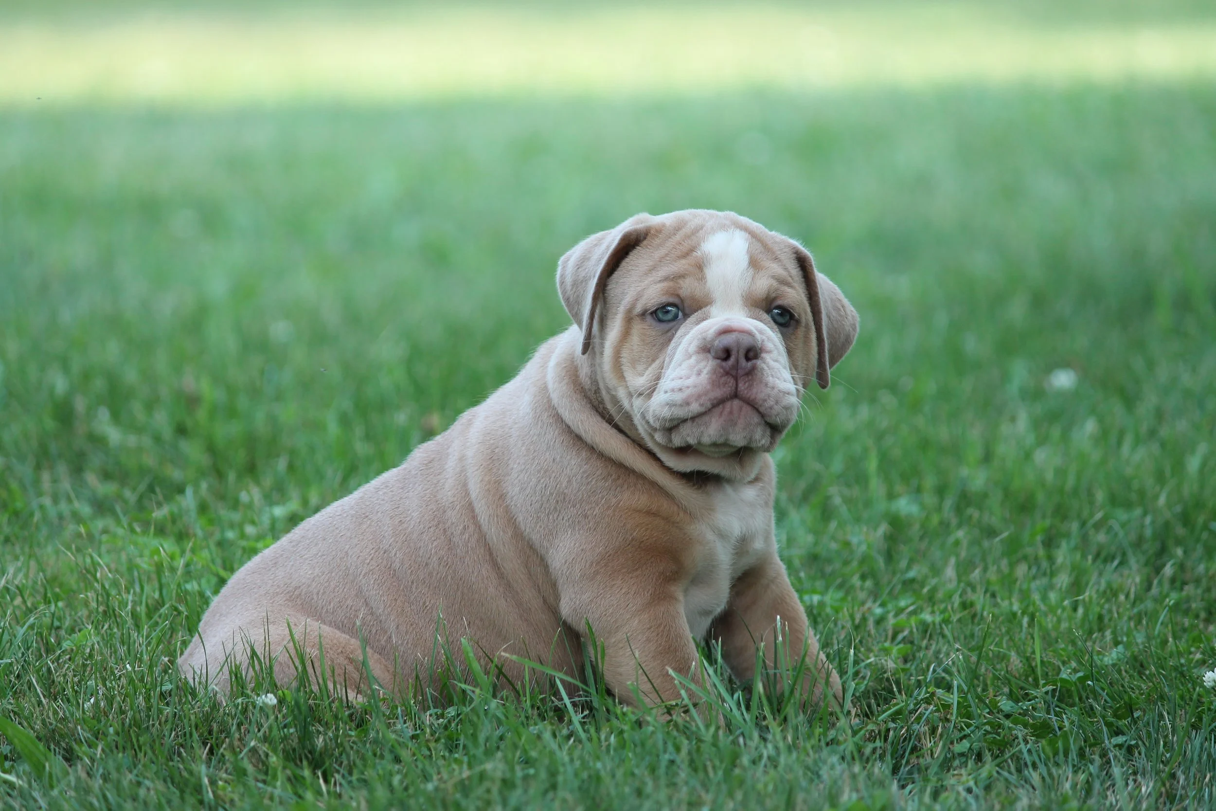 STELLA@8weeks (2).JPG