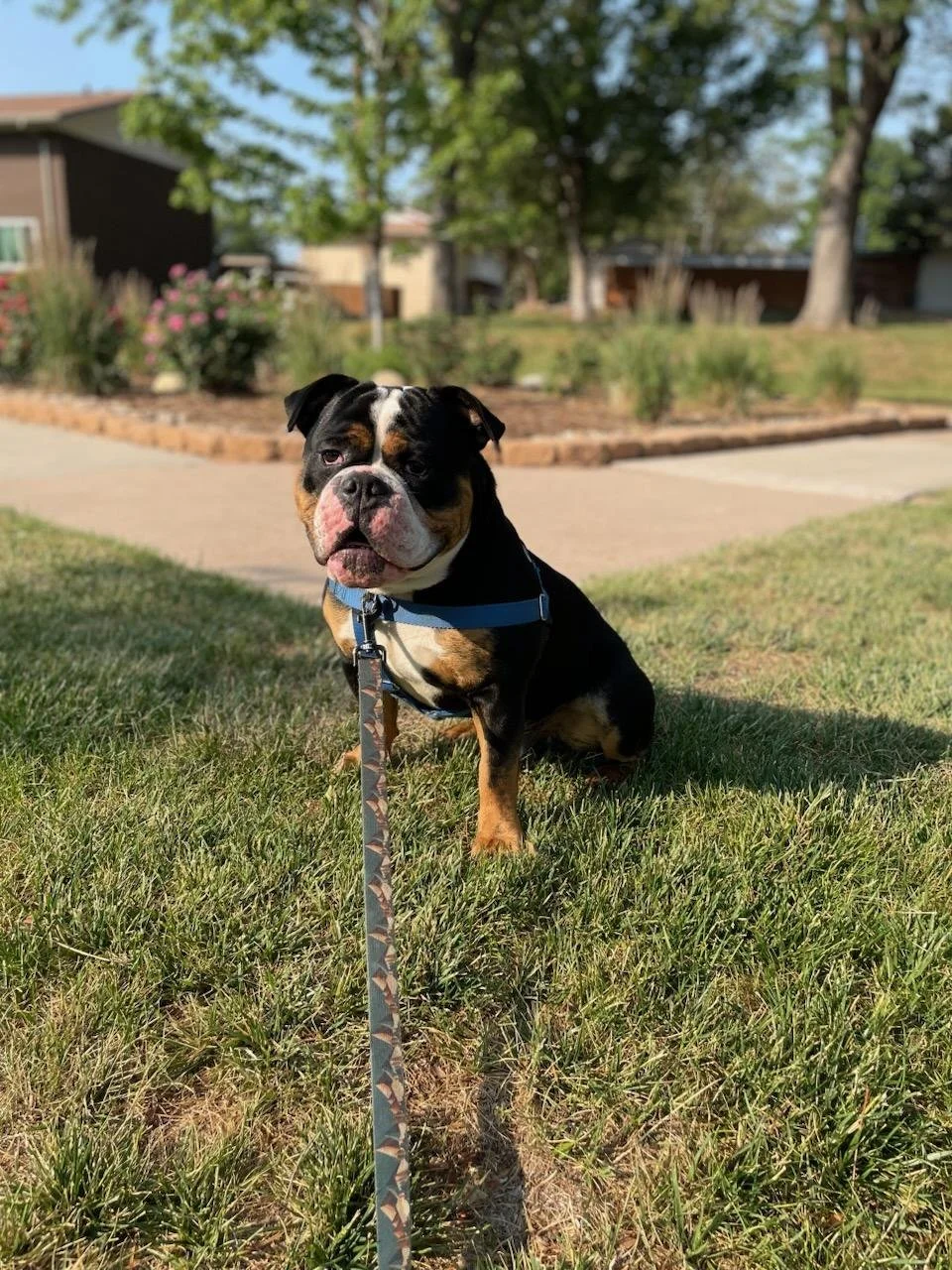 A cute Boston Bulldog sitting on the grass in a park with trees and houses in the background, wearing a harness and leash.