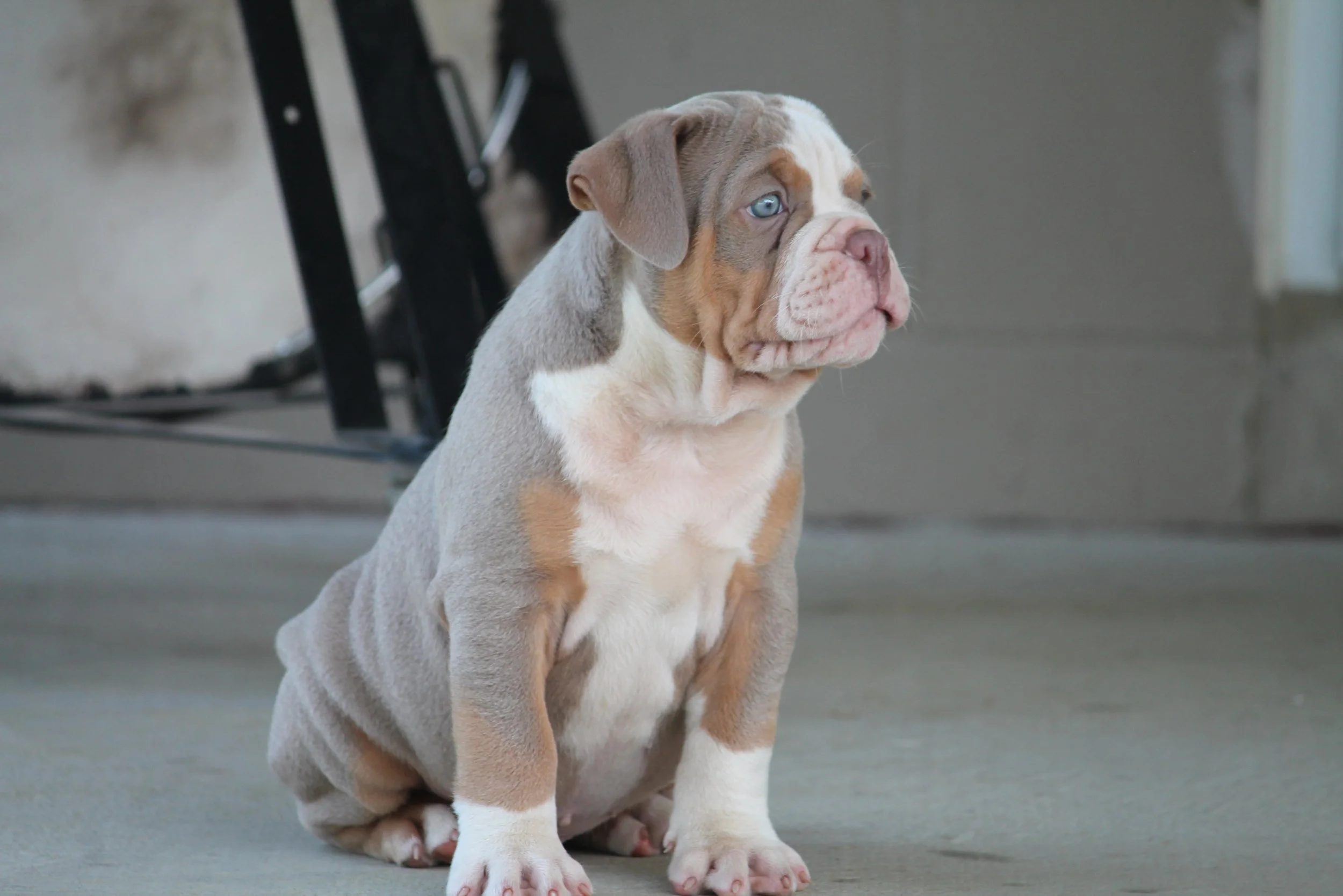 JOKER@8weeks (2).JPG