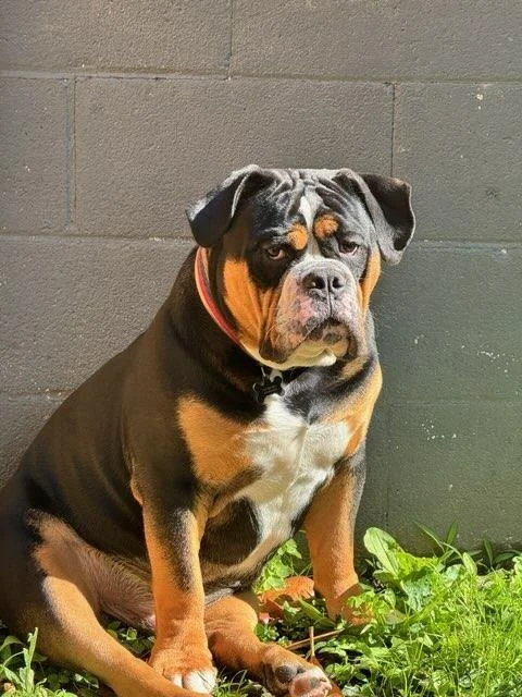 A large dog, possibly a mastiff or similar breed, sitting on grass near a gray brick wall. The dog has a black and tan coat with a distinctive wrinkled face and droopy eyes.