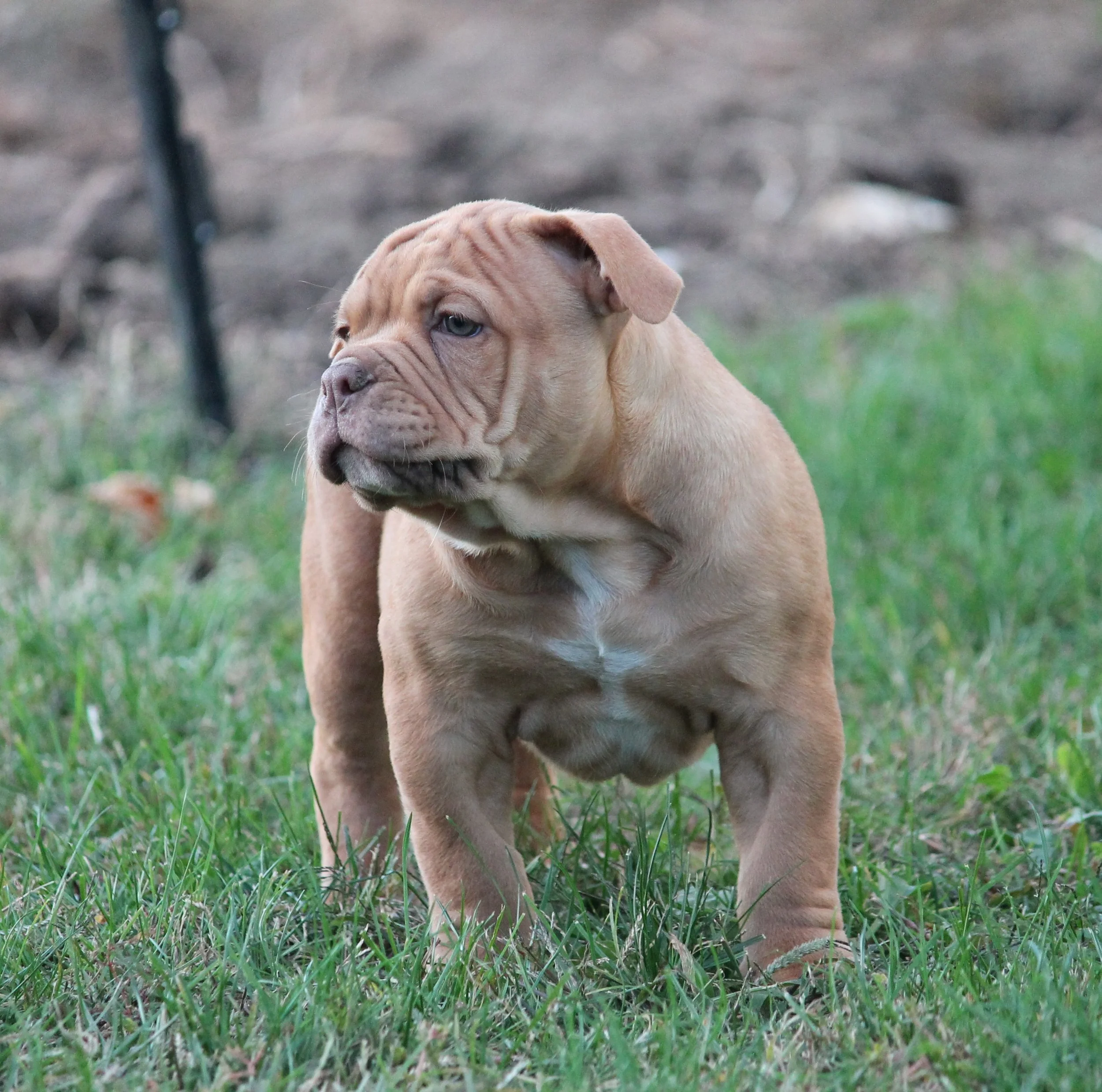 ARCHIE (4).JPG