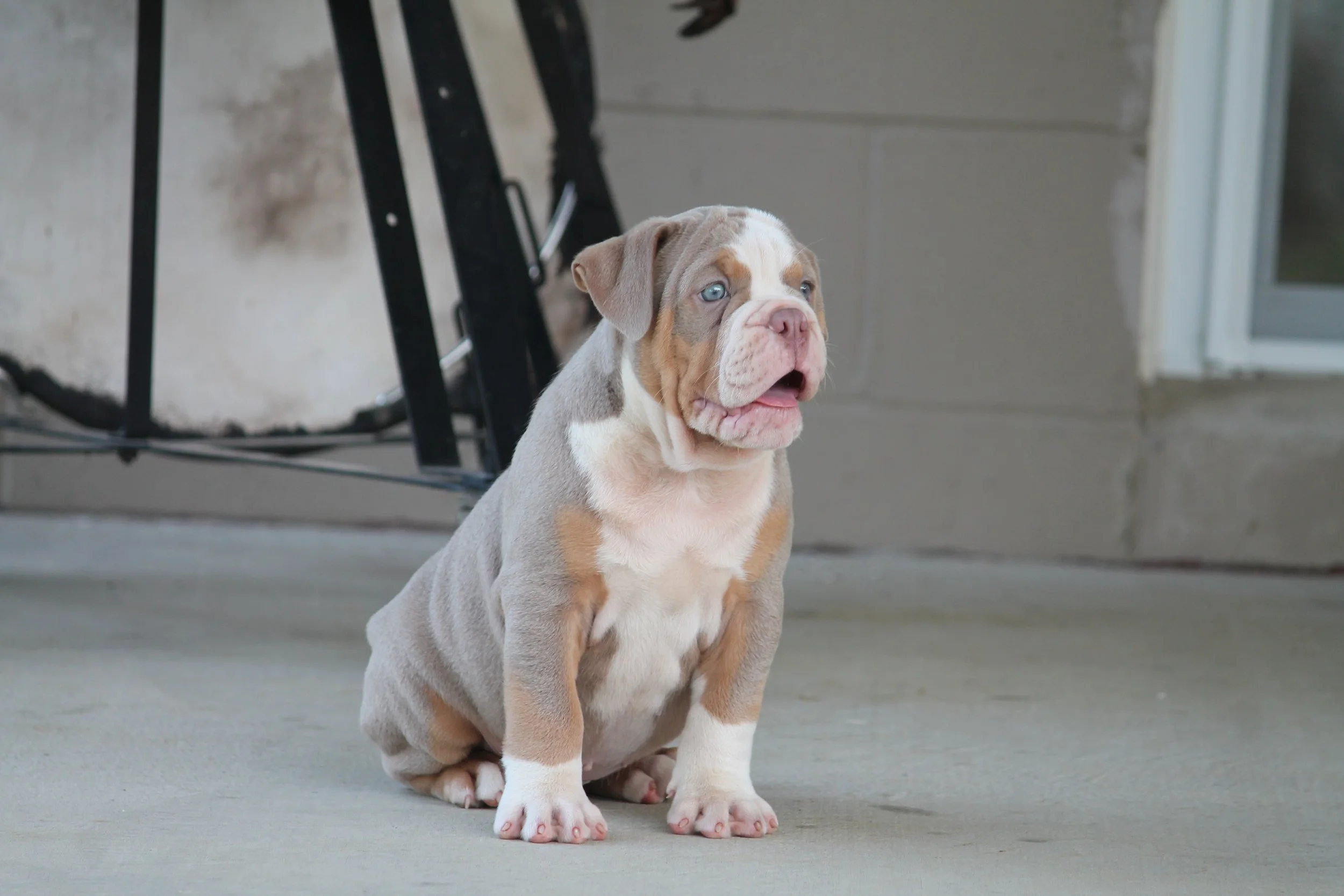 JOKER@8weeks (1).JPG