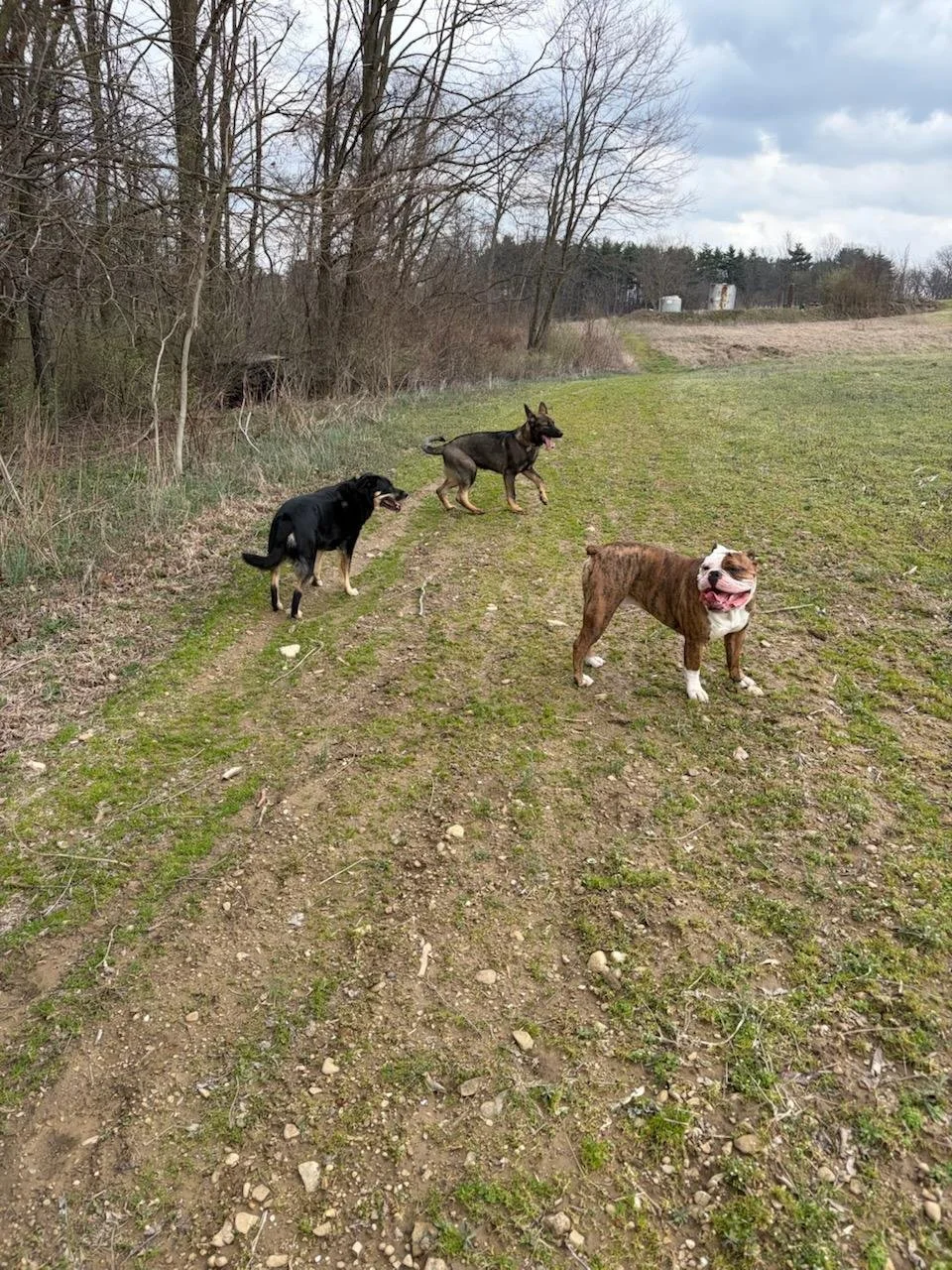 Three dogs playing in a grassy field near bare trees and overcast sky.